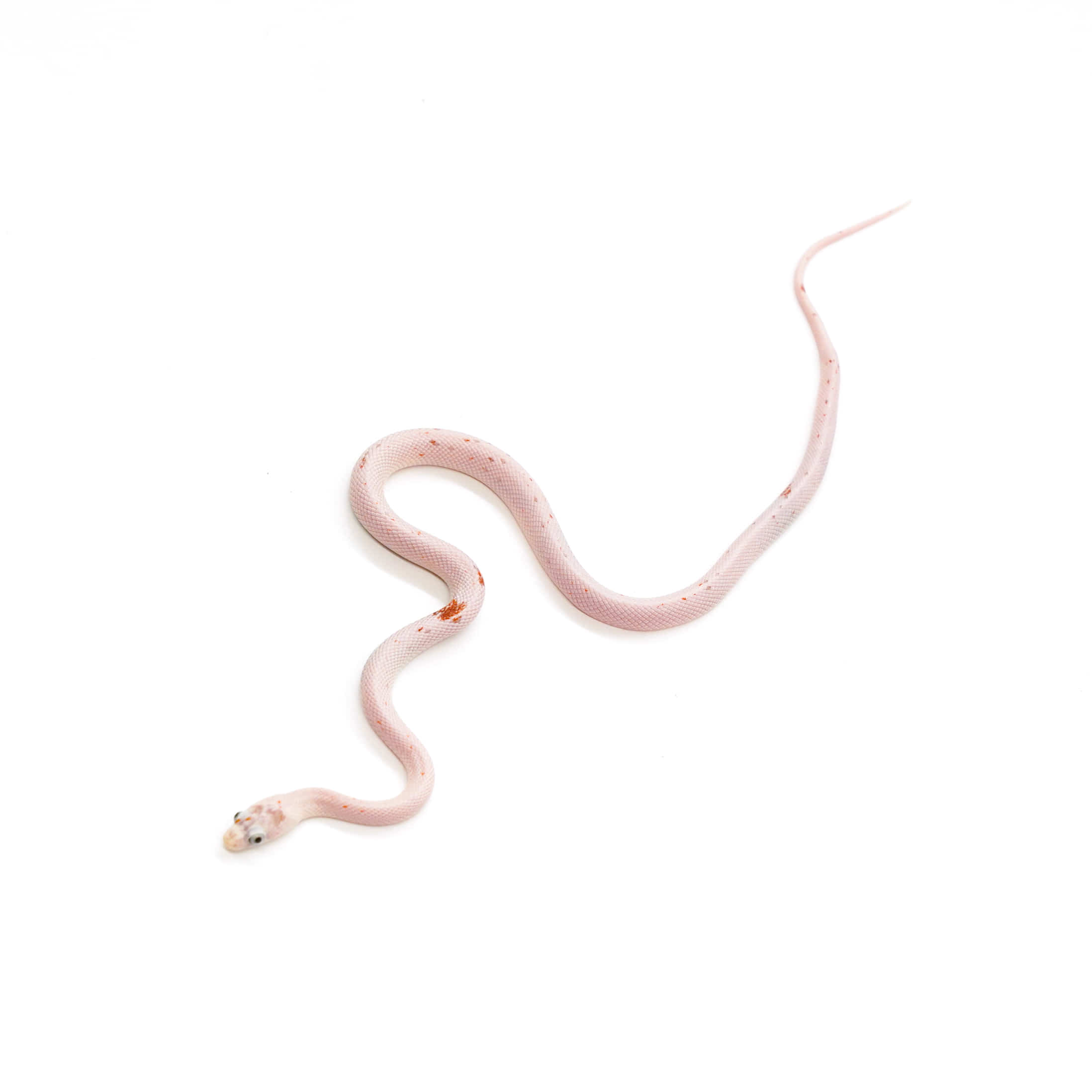 取り寄せリスト - ナミヘビ - USSI_OSAKA