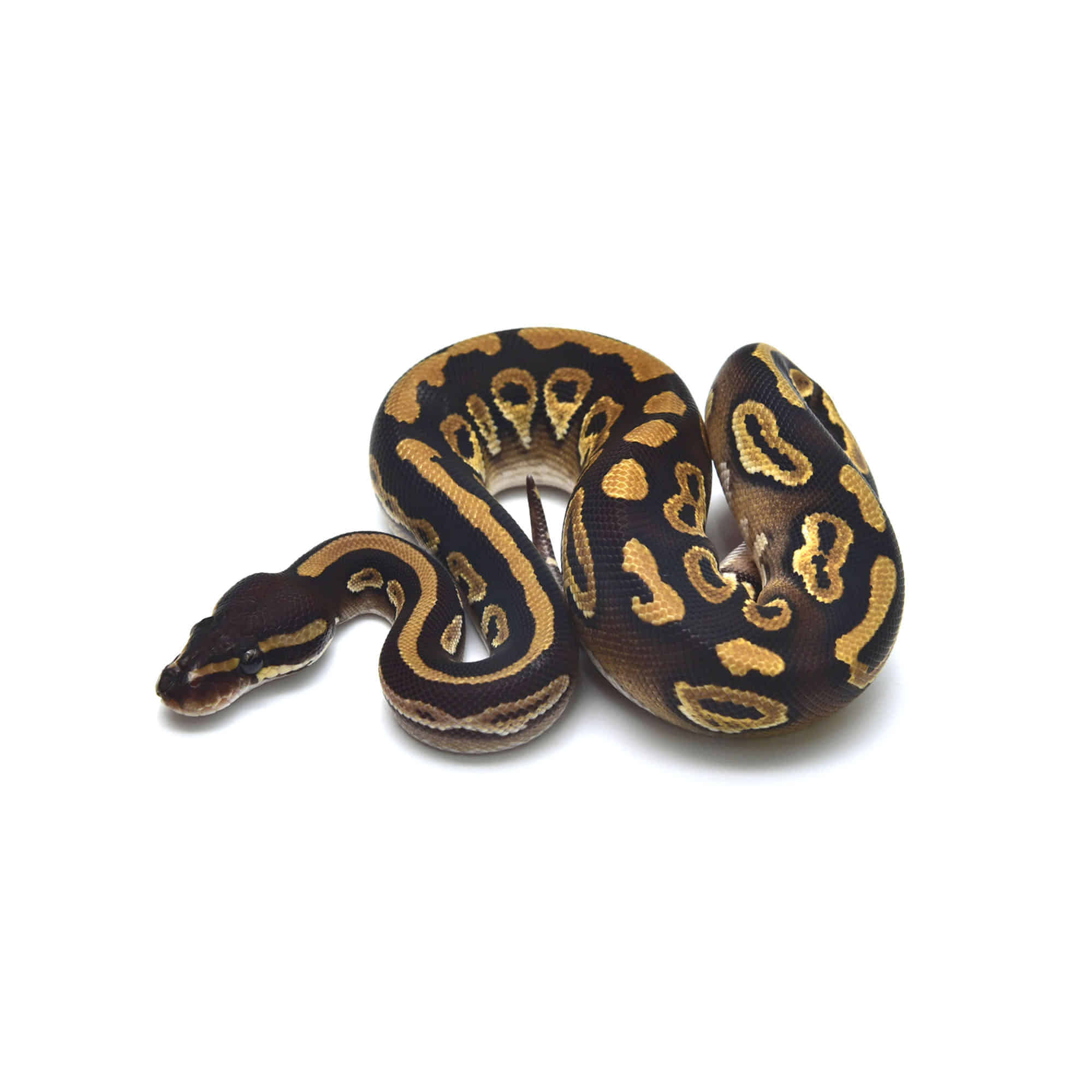 取り寄せリスト - FABULOUS - USSI_OSAKA