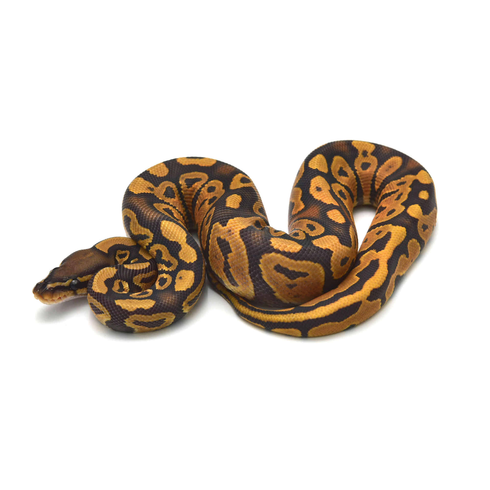 取り寄せリスト - ボールパイソン - USSI_OSAKA