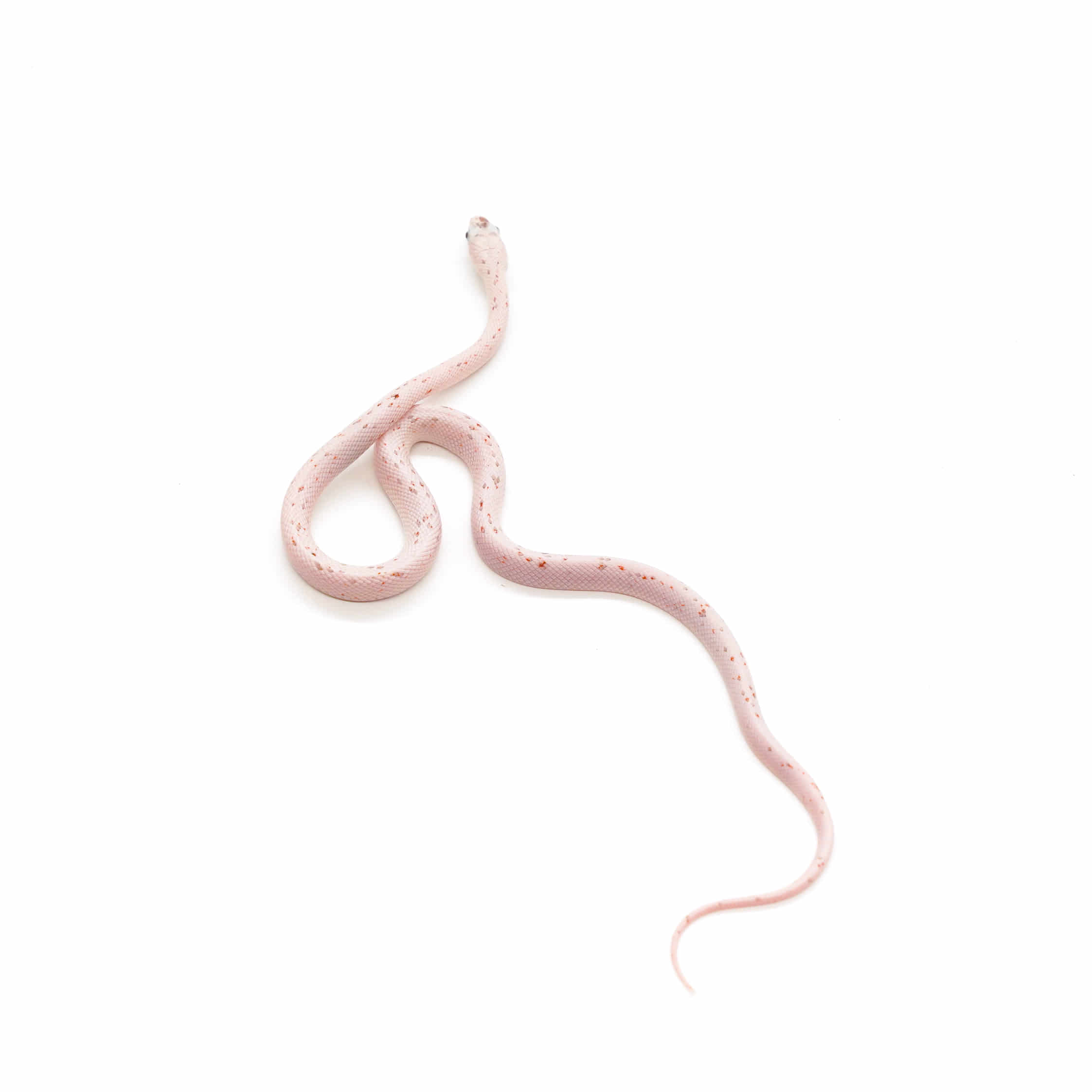 取り寄せリスト - その他爬虫類 - USSI_OSAKA