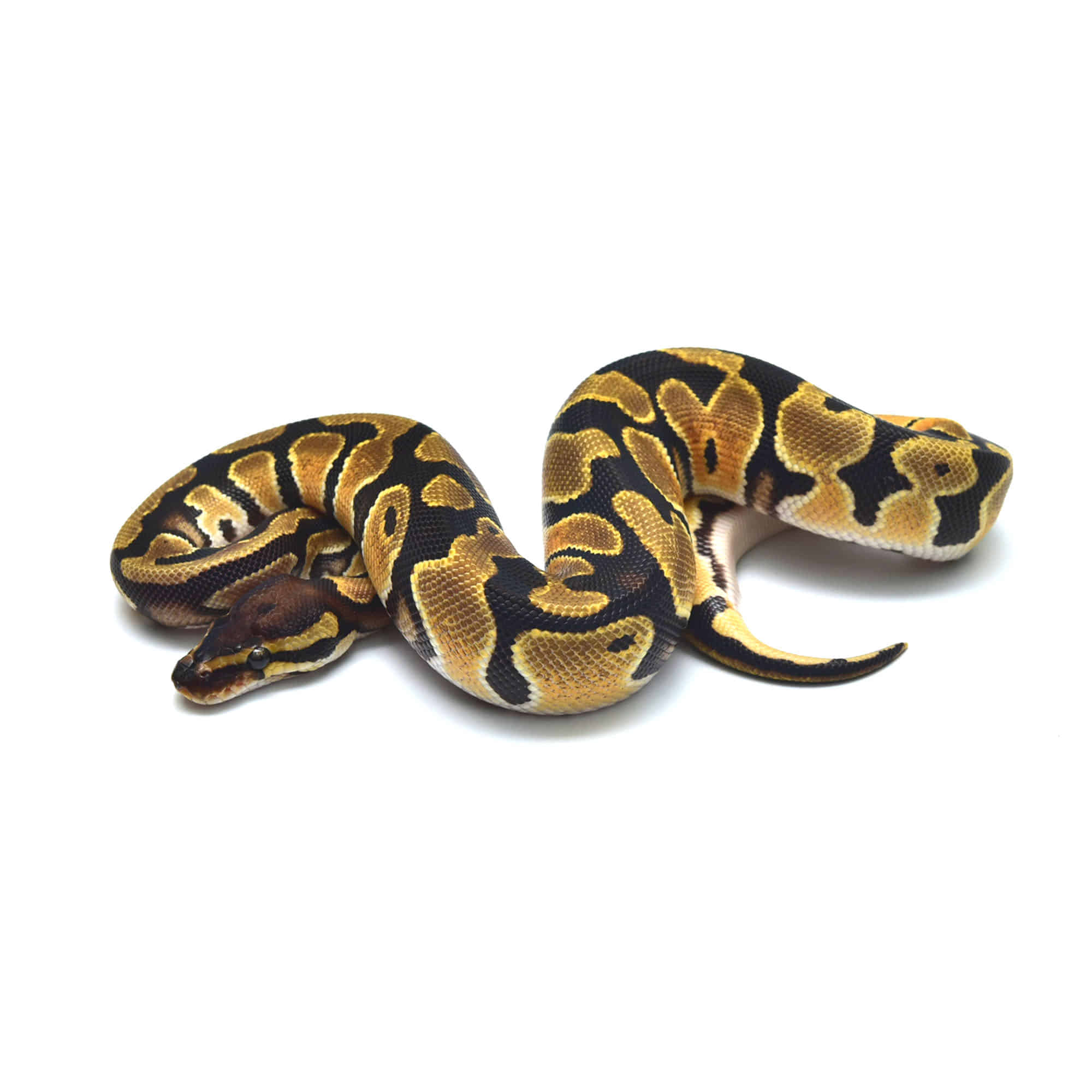 取り寄せリスト - FABULOUS - USSI_OSAKA