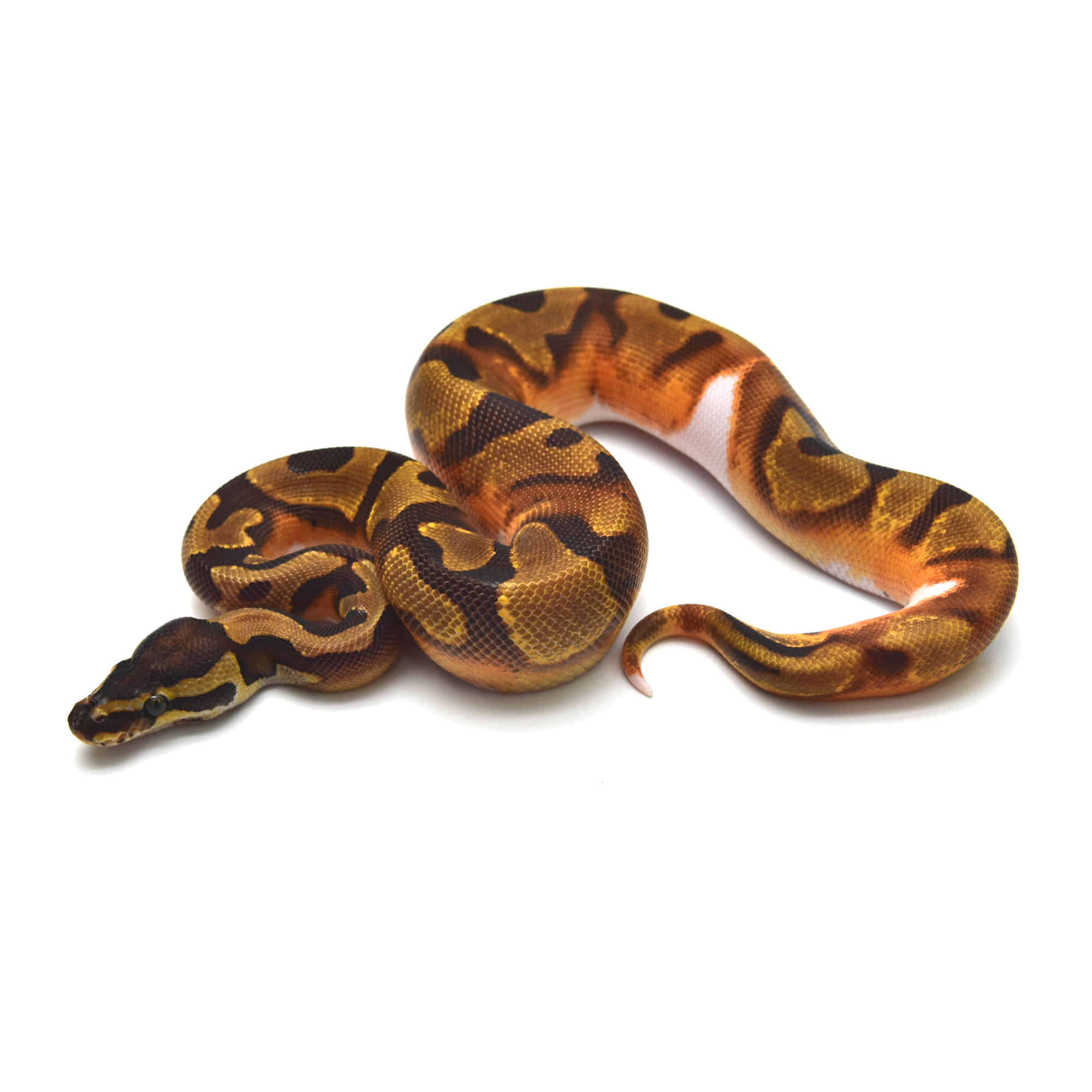 取り寄せリスト - FABULOUS - USSI_OSAKA