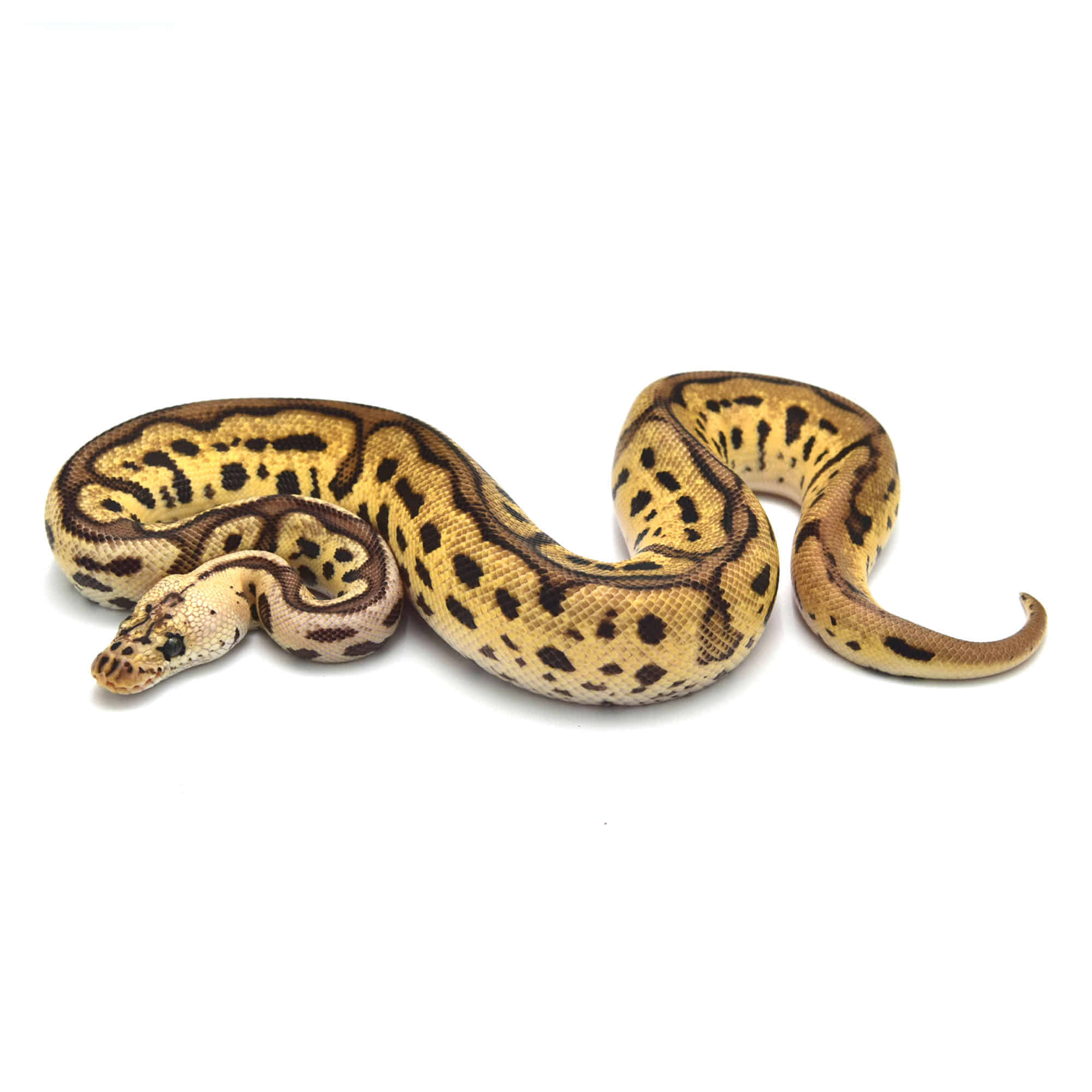 取り寄せリスト - FABULOUS - USSI_OSAKA