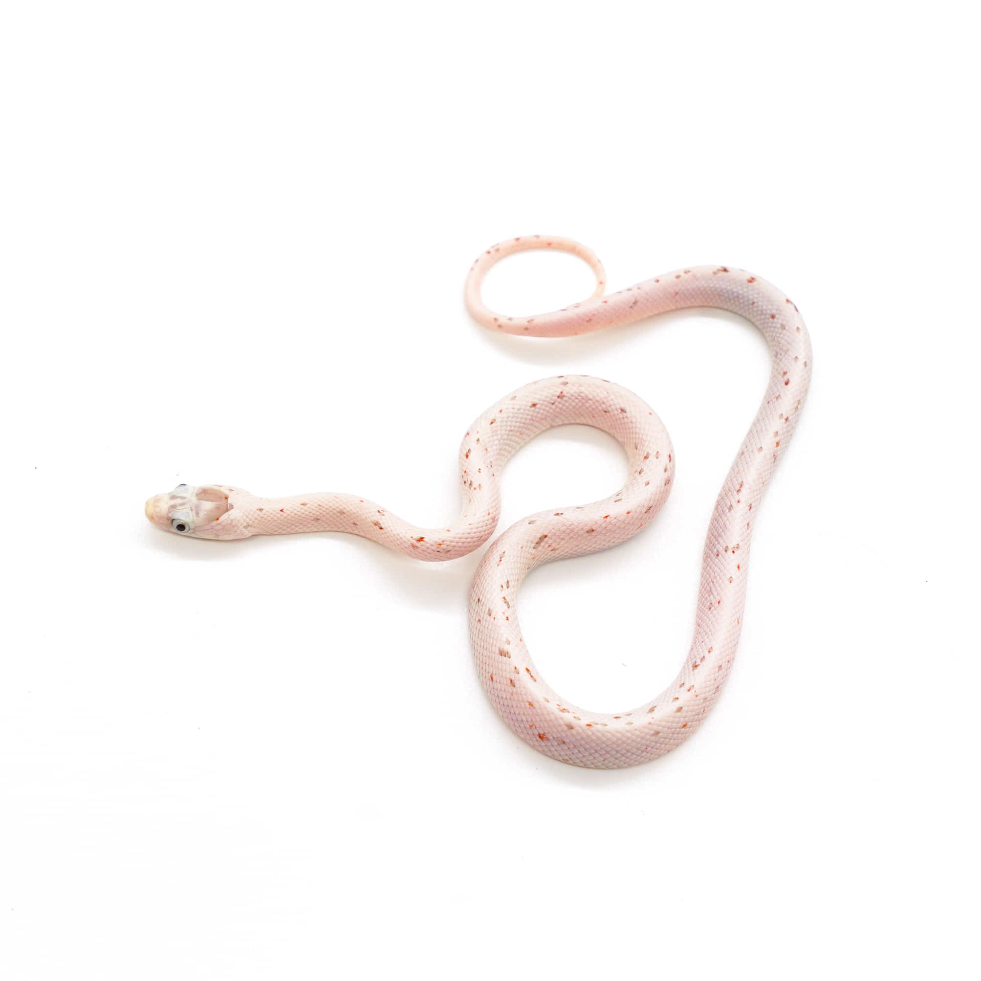 取り寄せリスト - その他爬虫類 - USSI_OSAKA