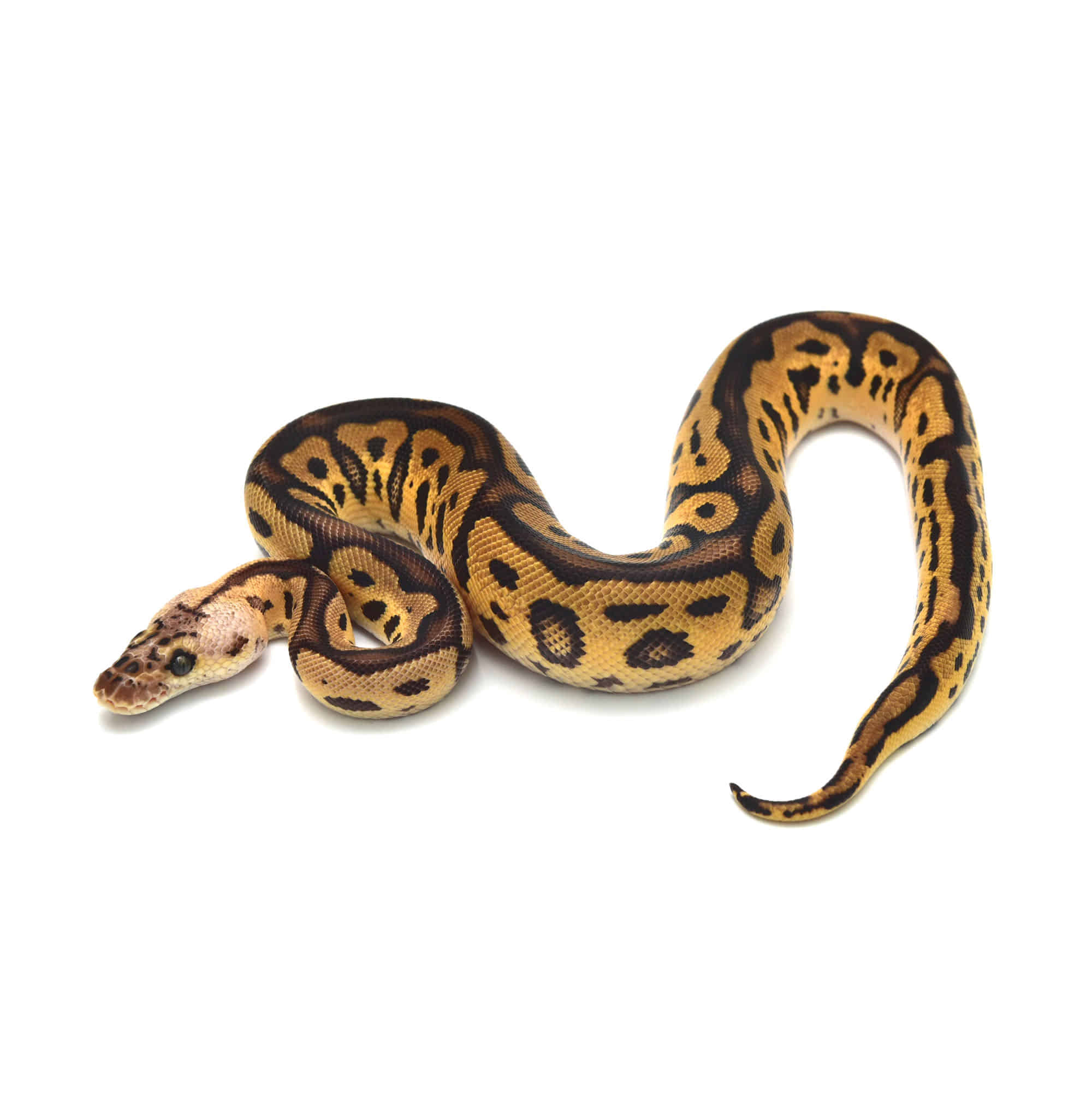 取り寄せリスト - FABULOUS - USSI_OSAKA