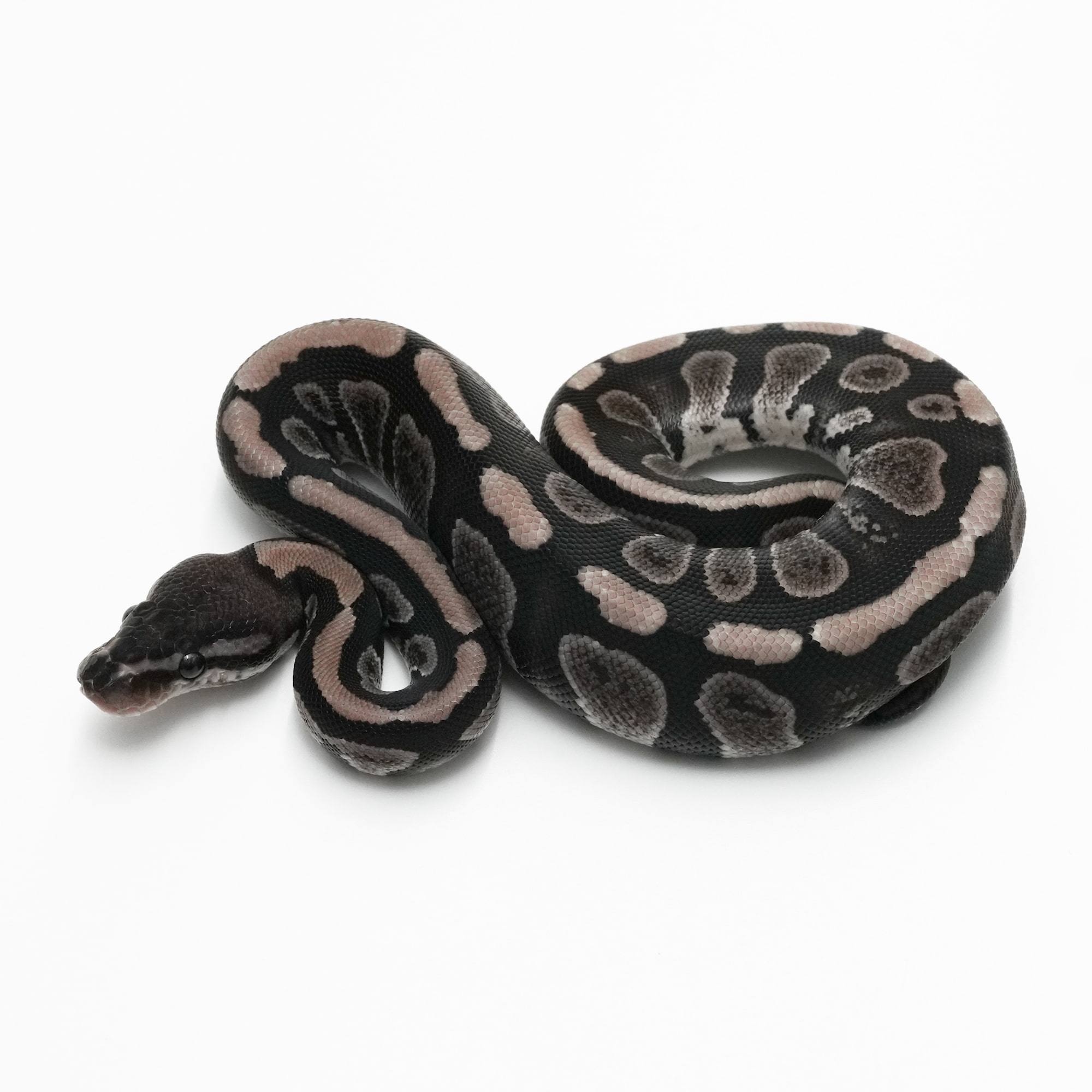 バックボーン　クラッシック　ブラックパイソン　タイ Amazing] The world's first ball pythons born in a small shop in