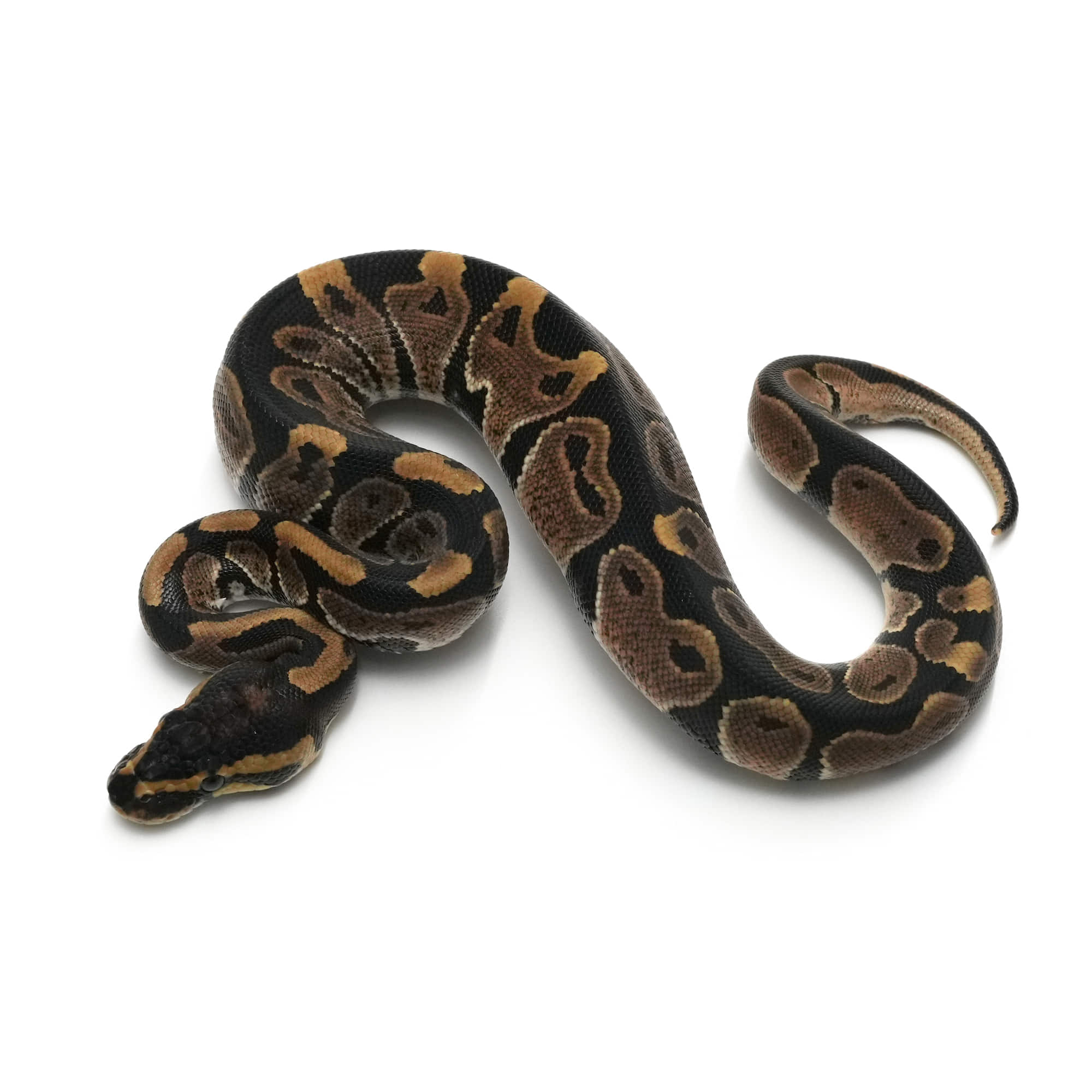 取り寄せリスト - FABULOUS - USSI_OSAKA