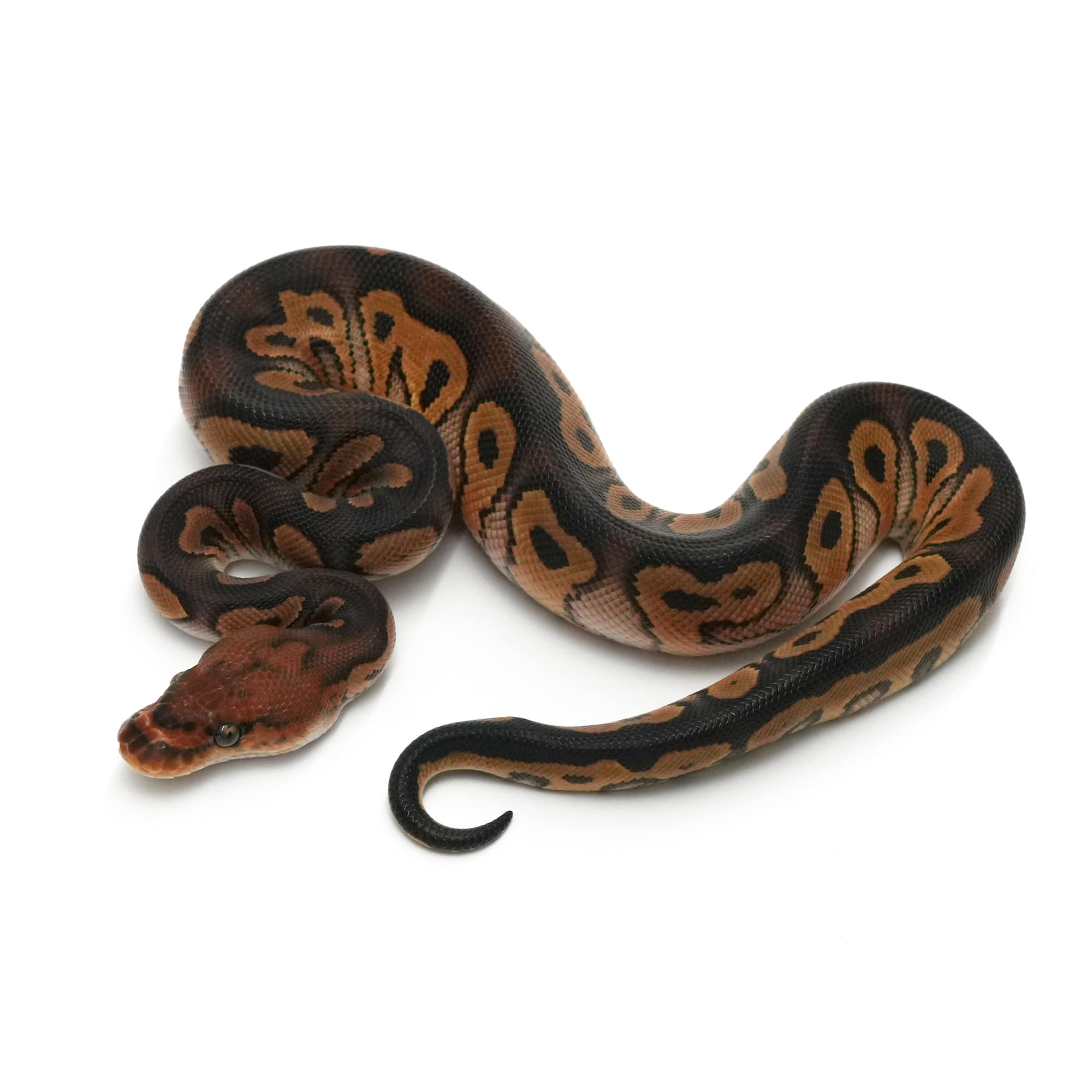 バックボーン　クラッシック　ブラックパイソン　タイ Amazing] The world's first ball pythons born in a small shop in