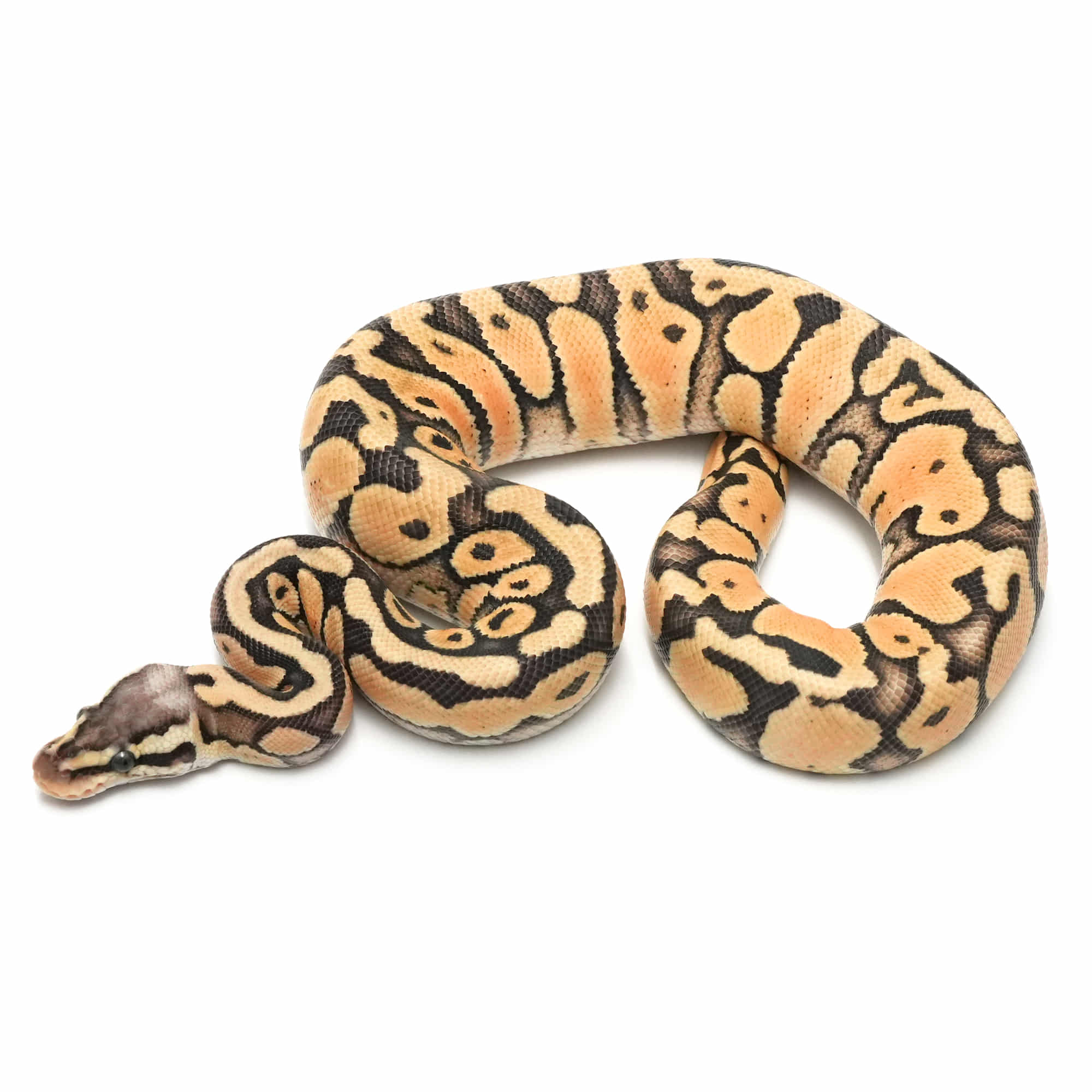 取り寄せリスト - ボールパイソン - USSI_OSAKA