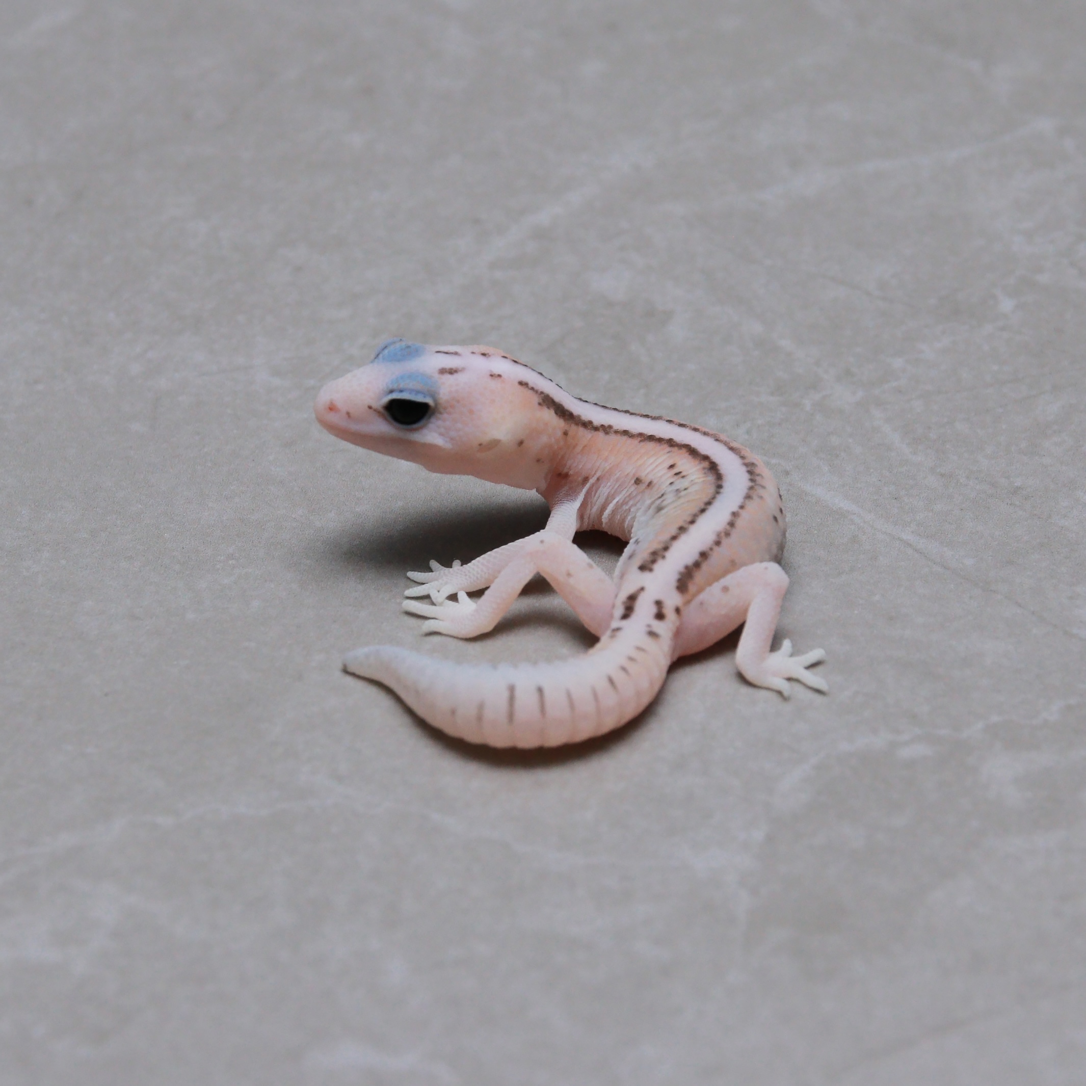 取り寄せリスト - ダブル - USSI_OSAKA