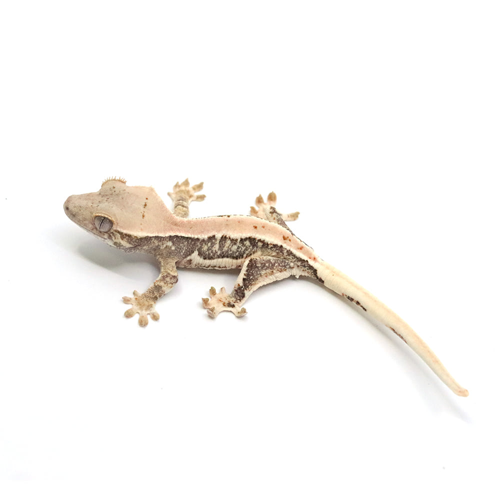 取り寄せリスト - アザンティック系 - USSI_OSAKA