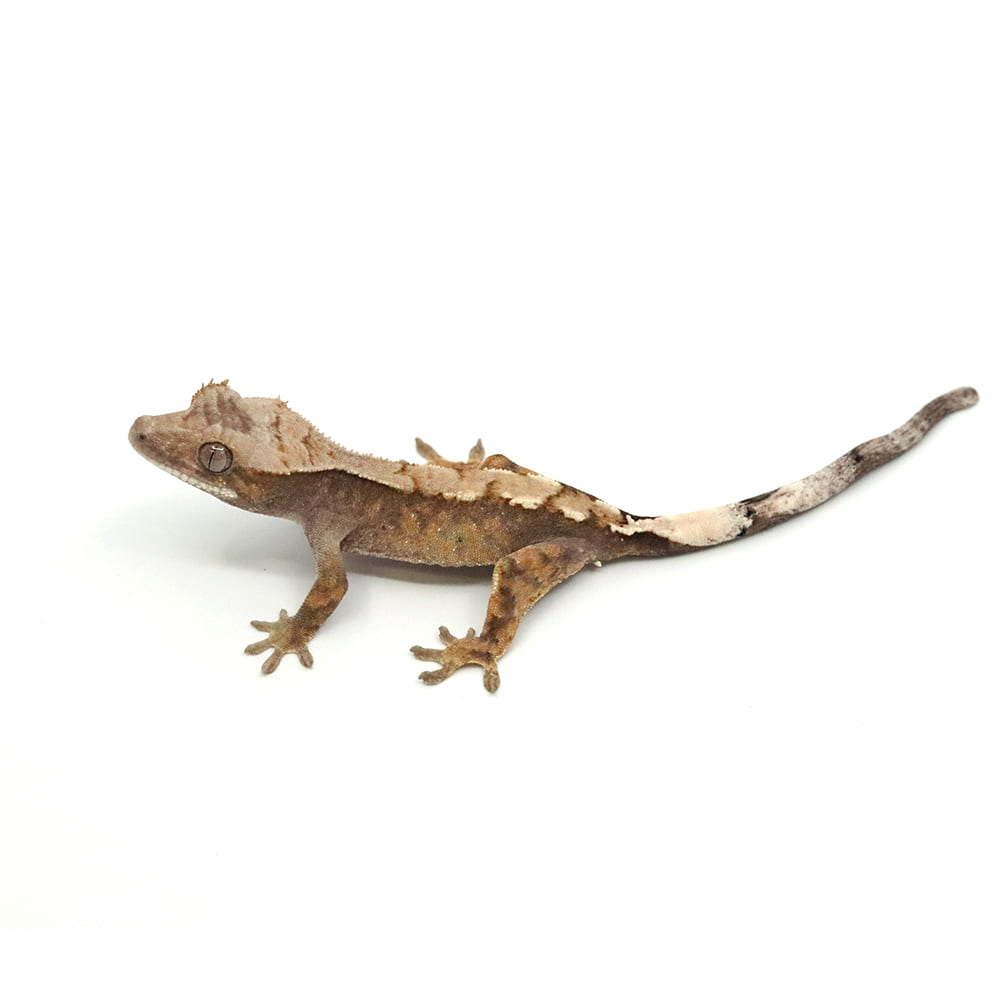 取り寄せリスト - クレステッドゲッコー - USSI_OSAKA