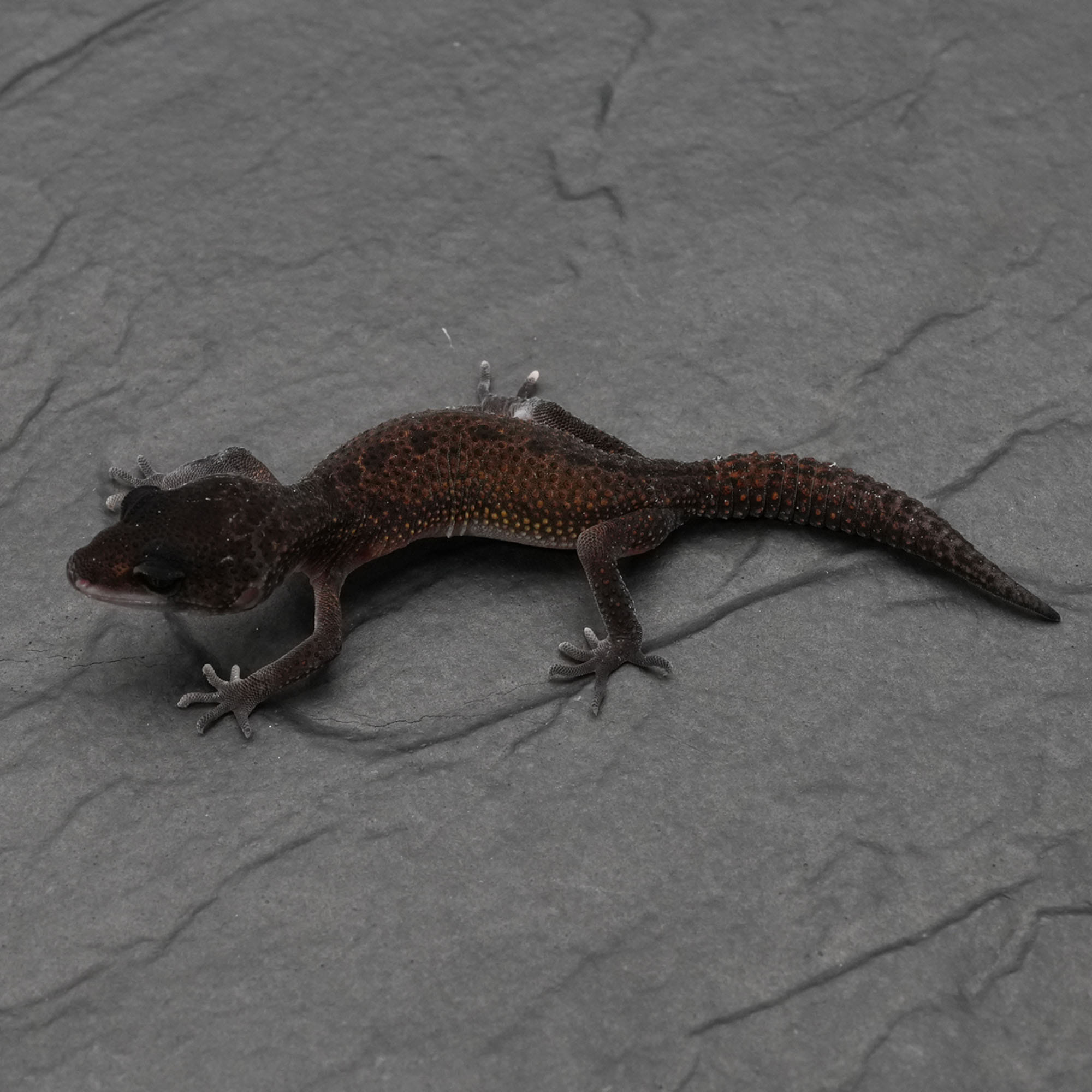取り寄せリスト - ヒョウモントカゲモドキ - USSI_OSAKA