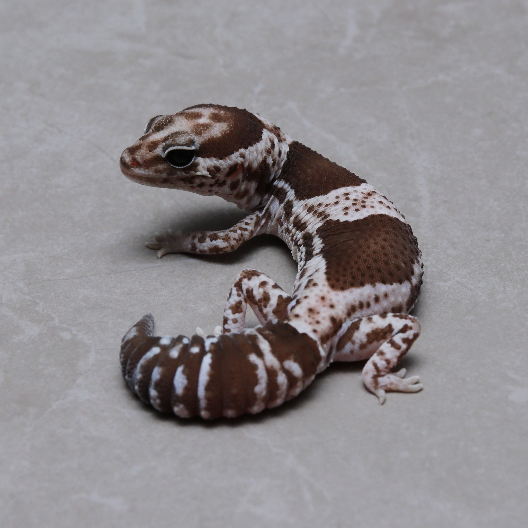 [C820] Oreo (Het Amelanistic Patternless 66% Ghost) - USSI_OSAKA