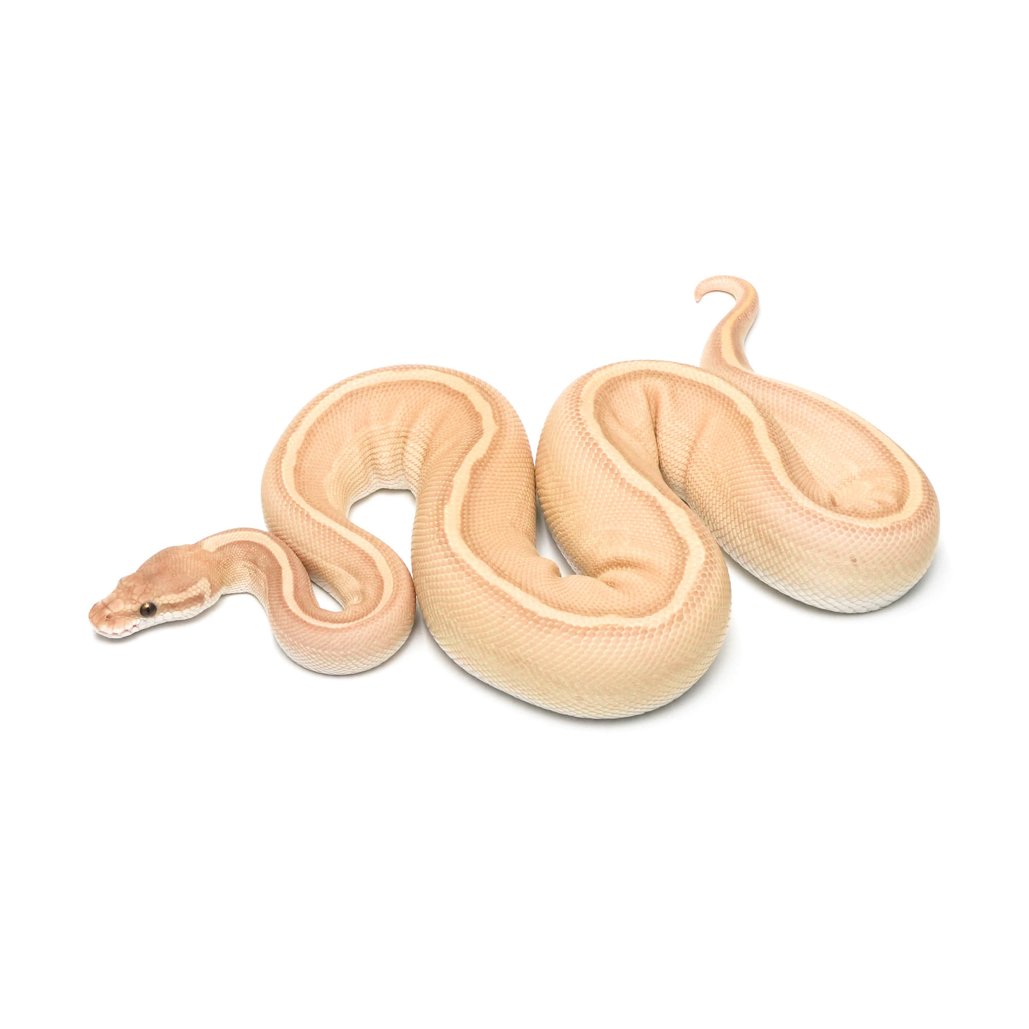 ヨッシーバルボア⭐ 取り寄せリスト - FABULOUS - USSI_OSAKA