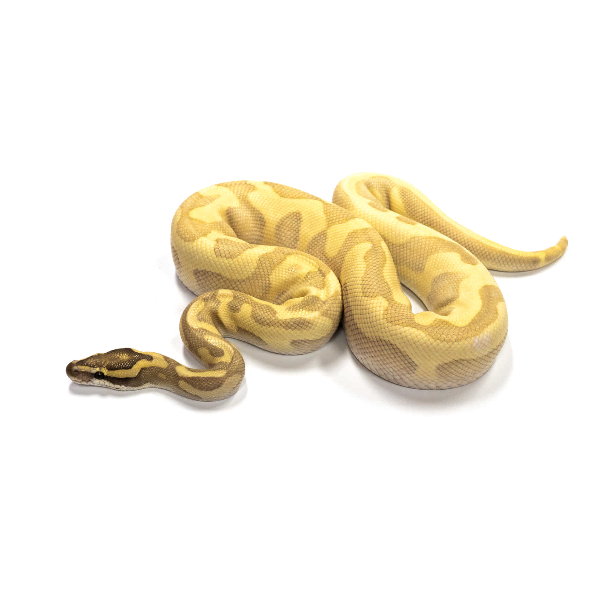 ハープライフブックス パーフェクト・ボールパイソン サイン入り