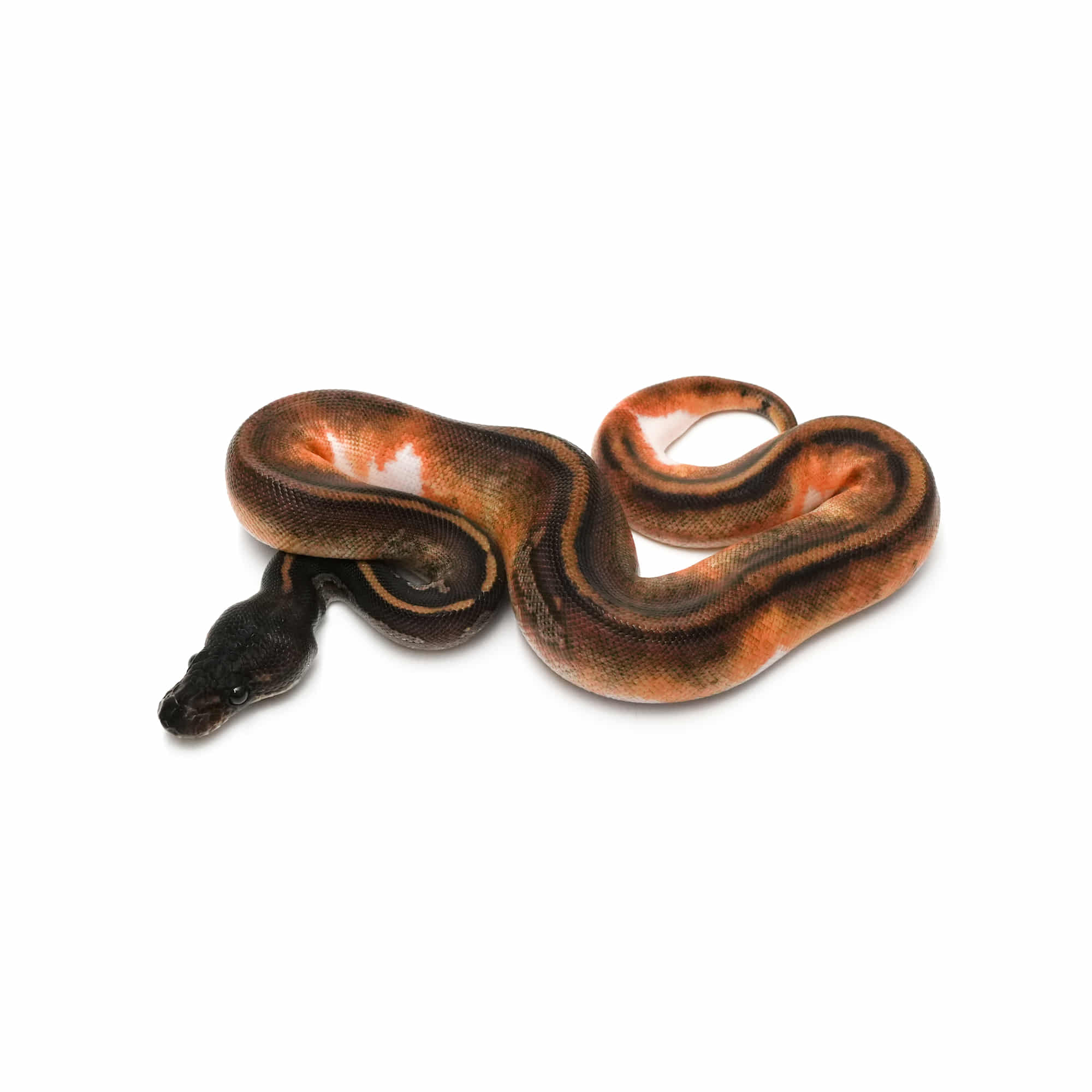 ヨッシーバルボア⭐ 取り寄せリスト - FABULOUS - USSI_OSAKA