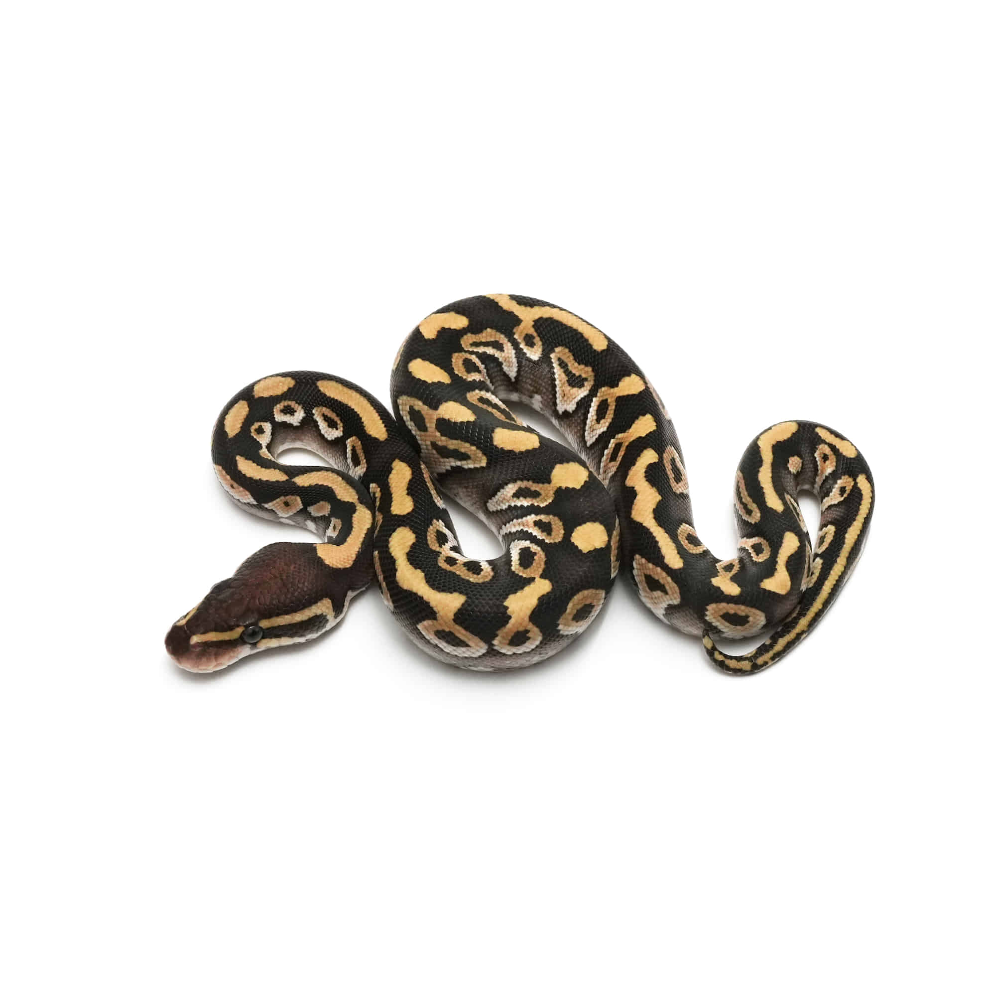 パーフェクトボールパイソン パーフェクトボールパイソン PERFECT BALL PYTHON 爬虫類 本