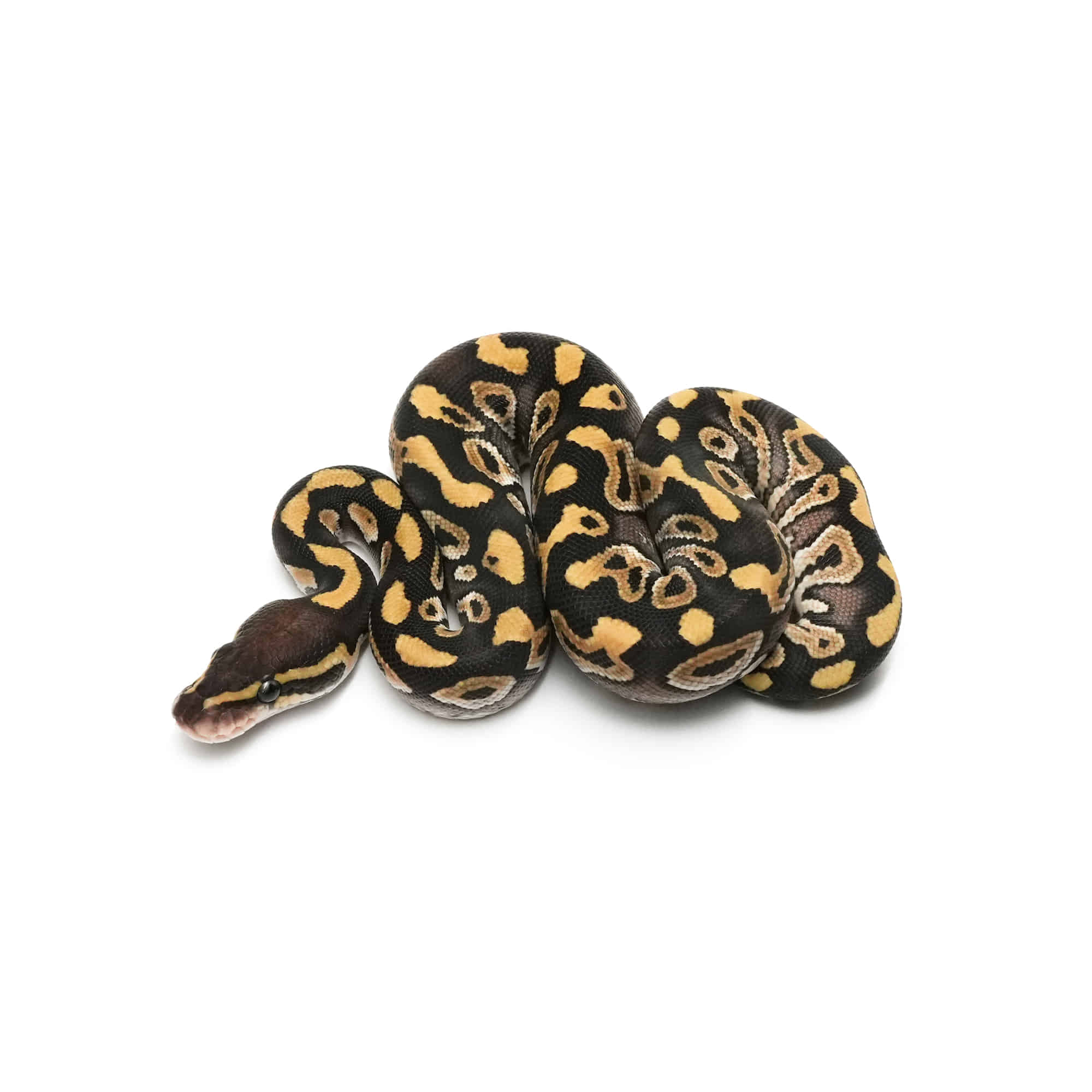 店頭リスト - ボールパイソン - USSI_OSAKA