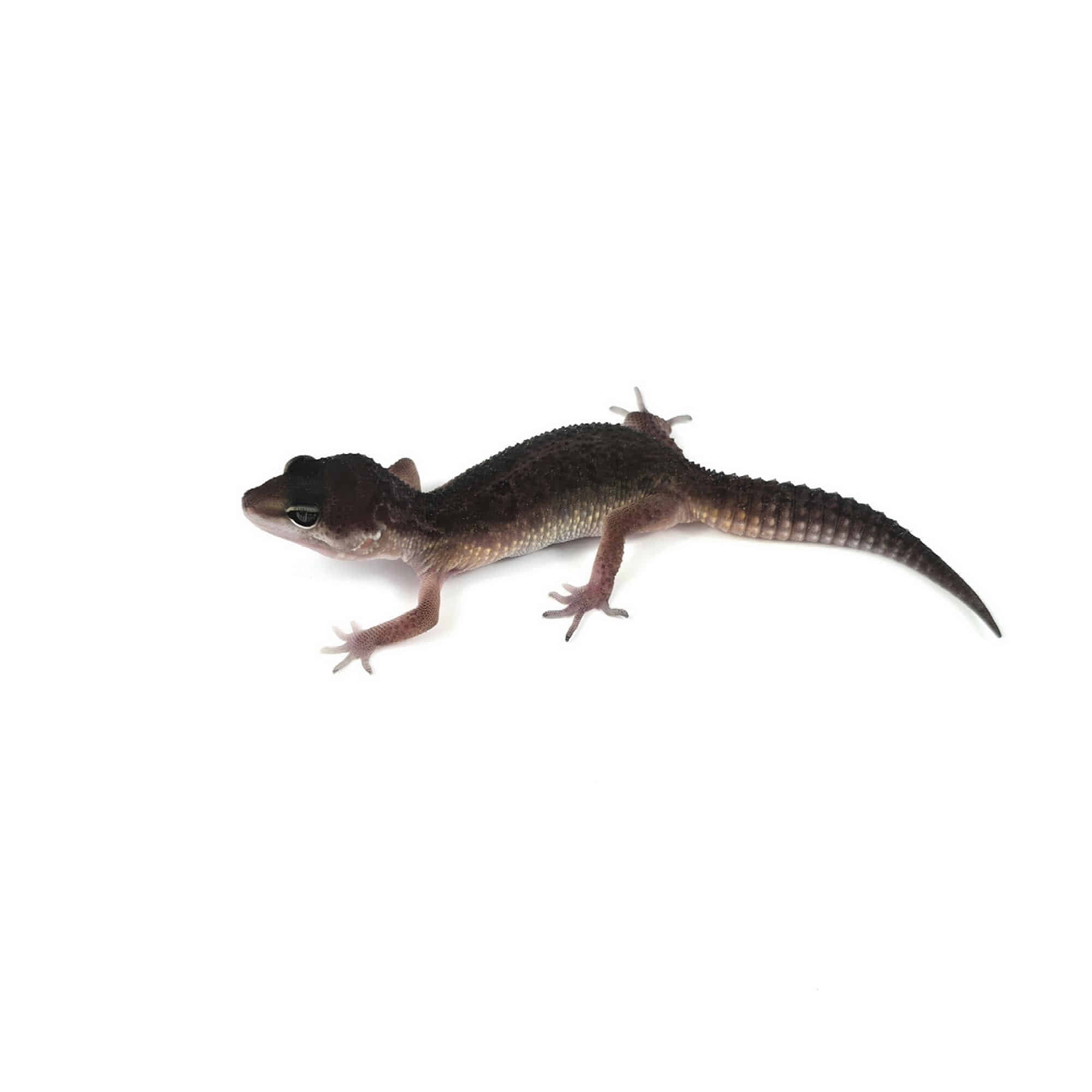 取り寄せリスト - ヒョウモントカゲモドキ - USSI_OSAKA