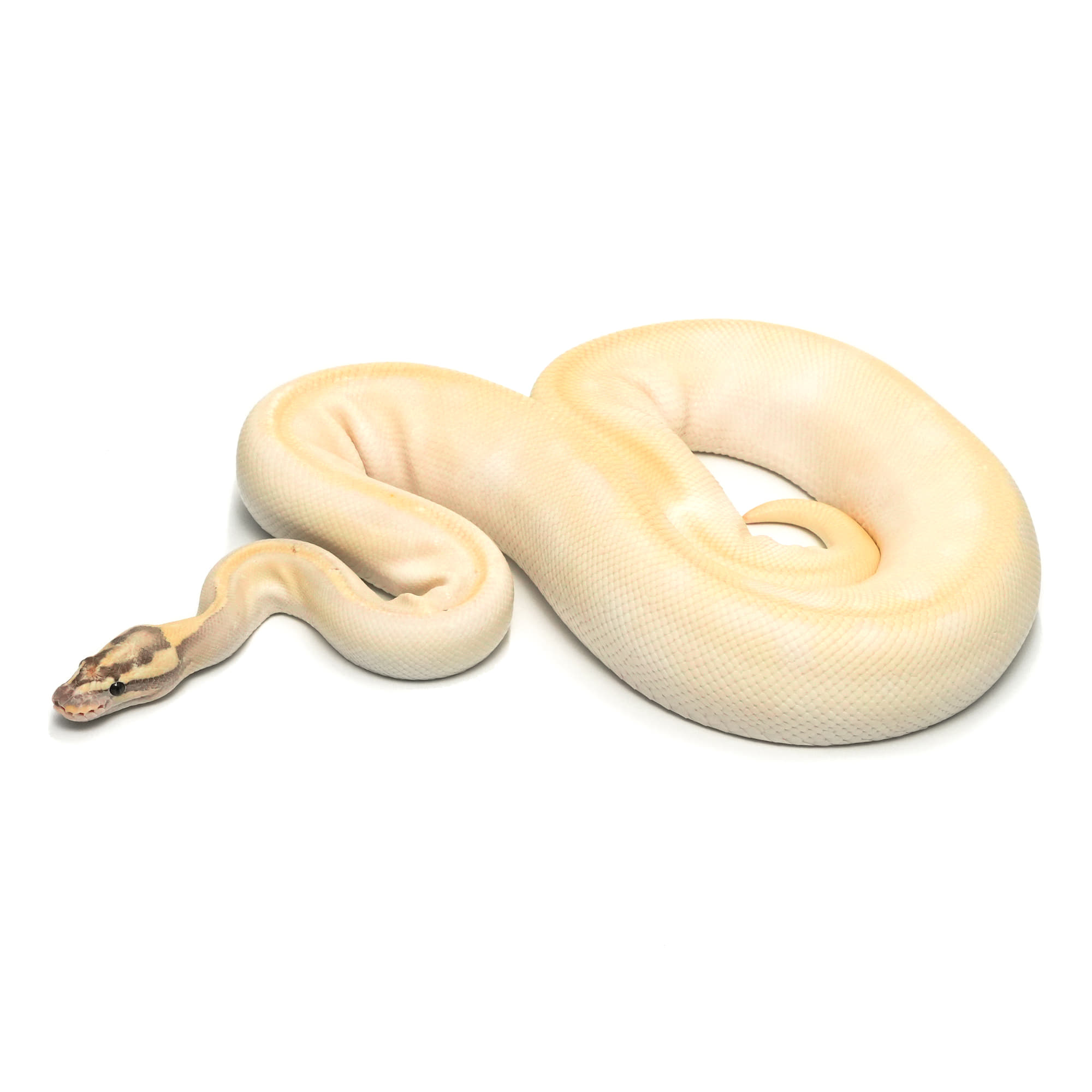 店頭リスト - クオドロプル以上 - USSI_OSAKA