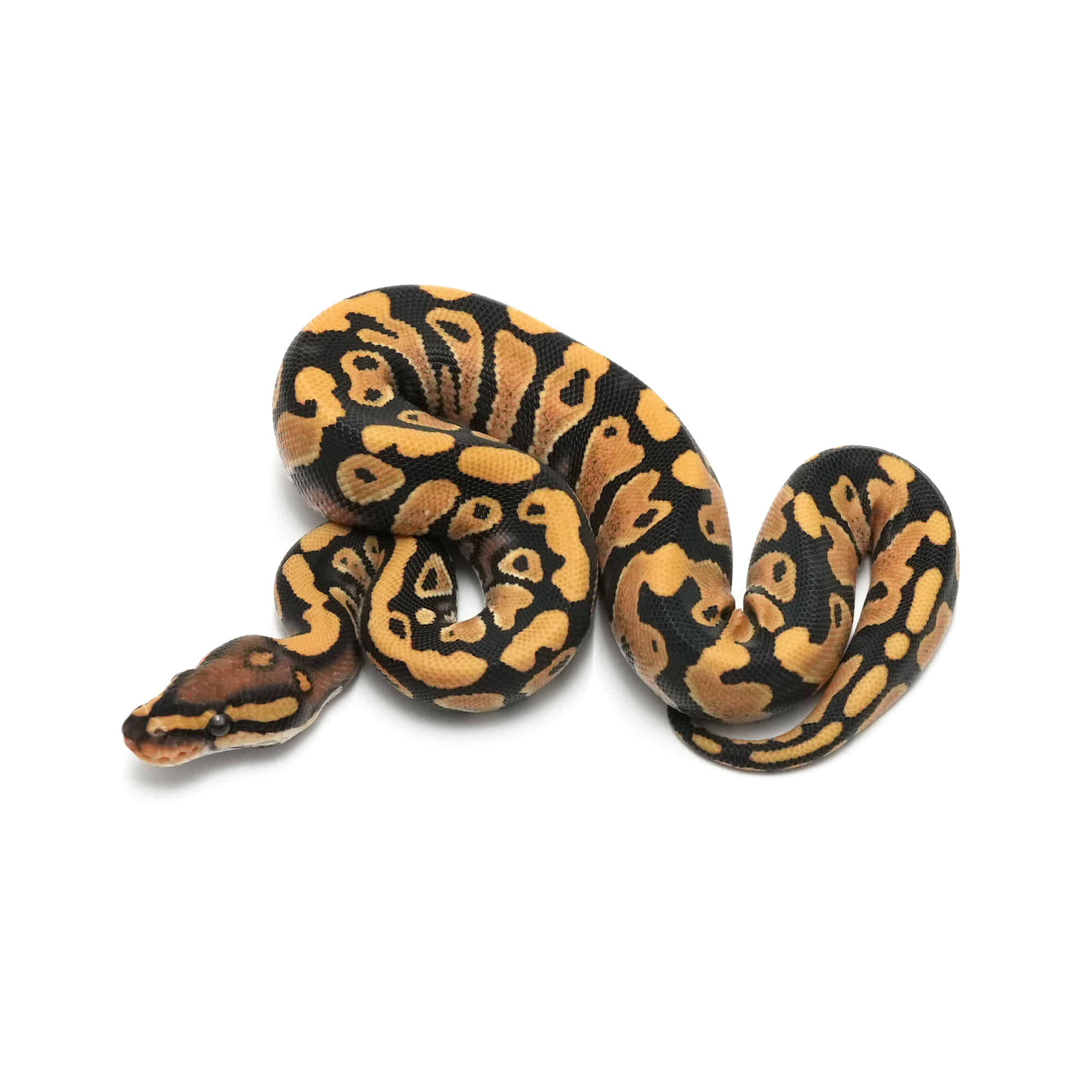 パーフェクトボールパイソン グラベルor YB パイボール ♂ 【販売中】 ¥78,000 #ボール