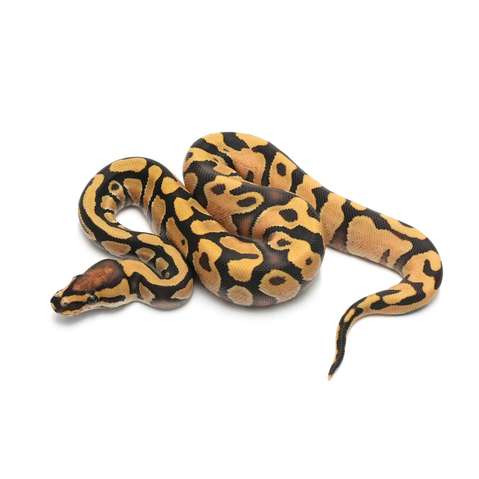 店頭リスト - トリプル - USSI_OSAKA