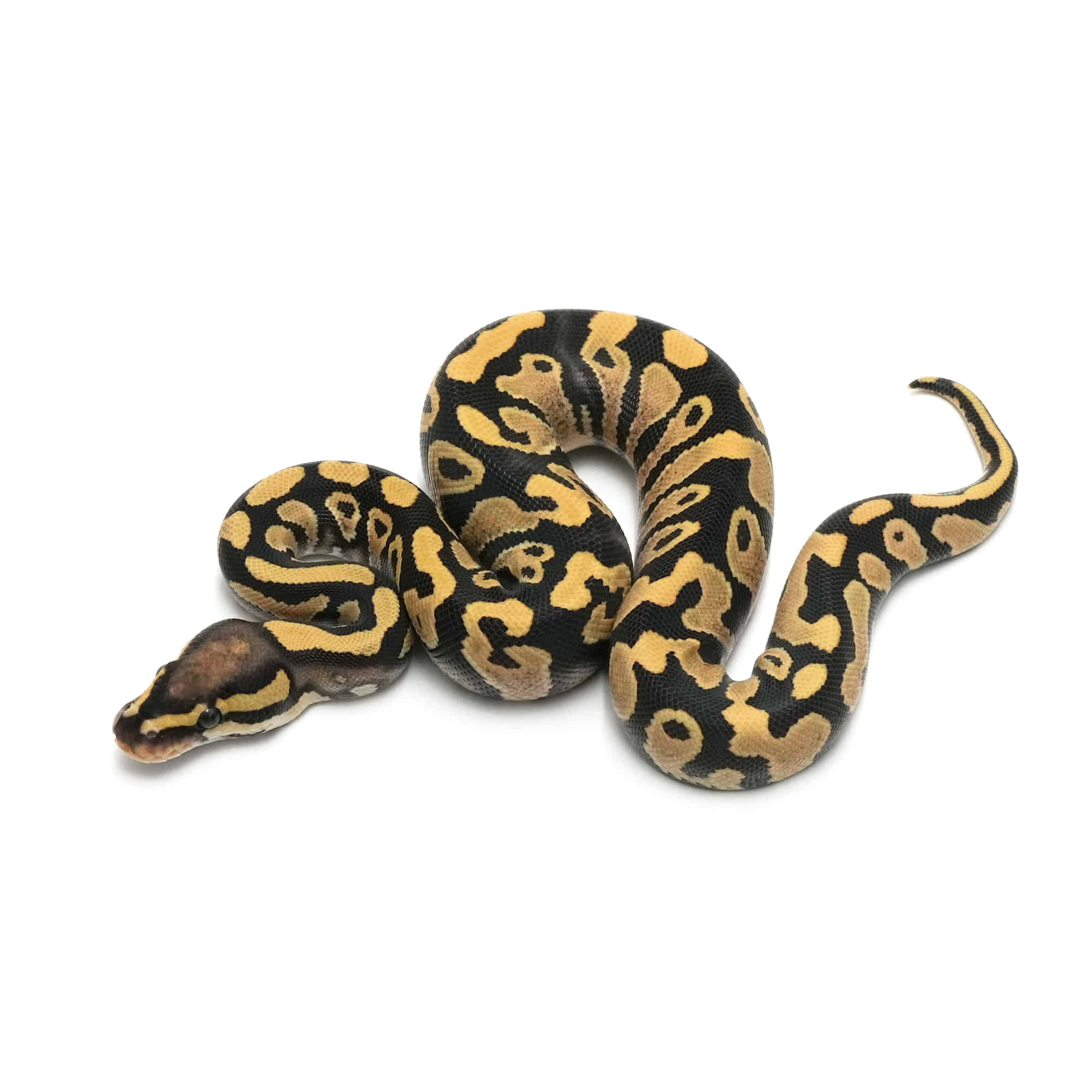 店頭リスト - ダブル - USSI_OSAKA