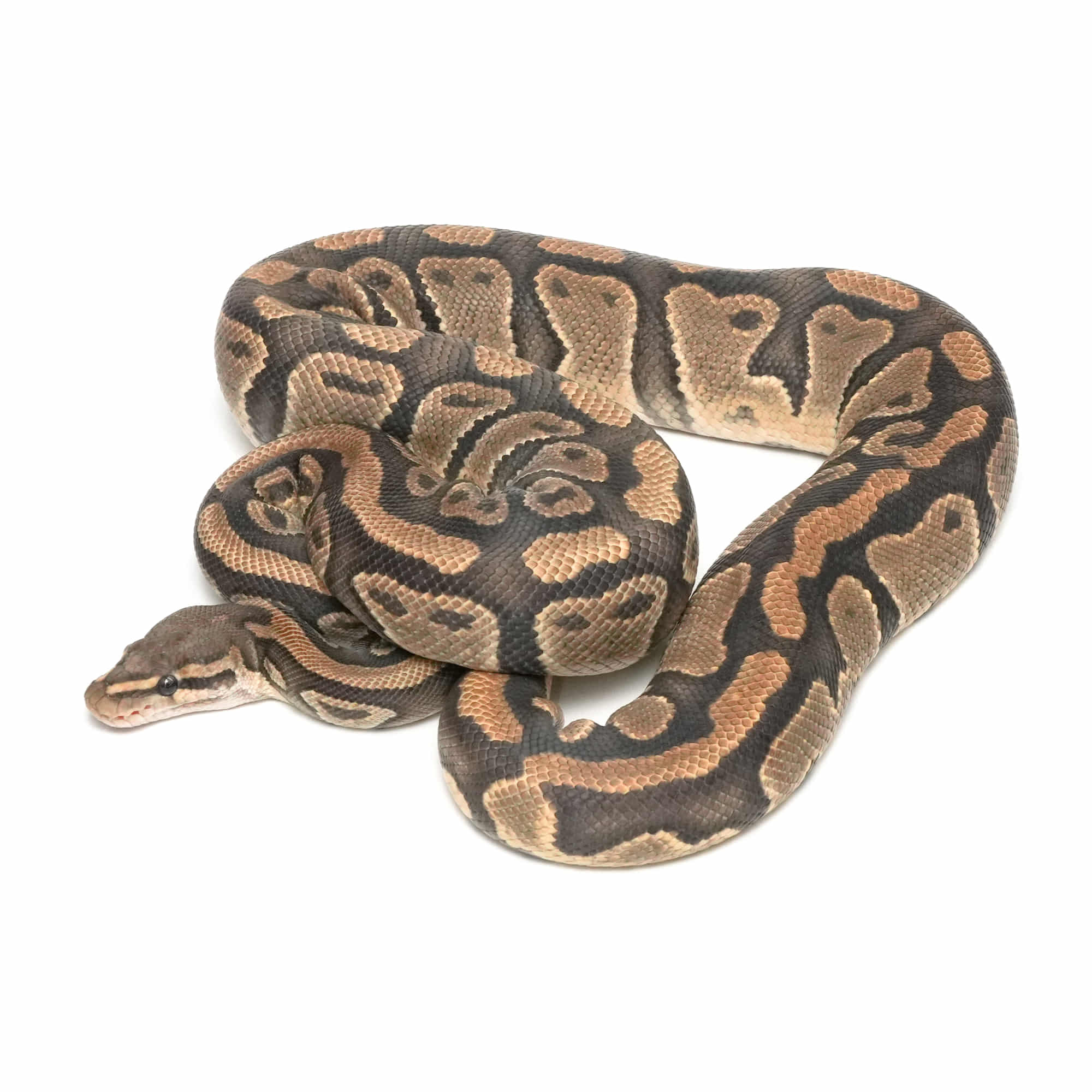 パーフェクトボールパイソン パーフェクトボールパイソン PERFECT BALL PYTHON 爬虫類 本