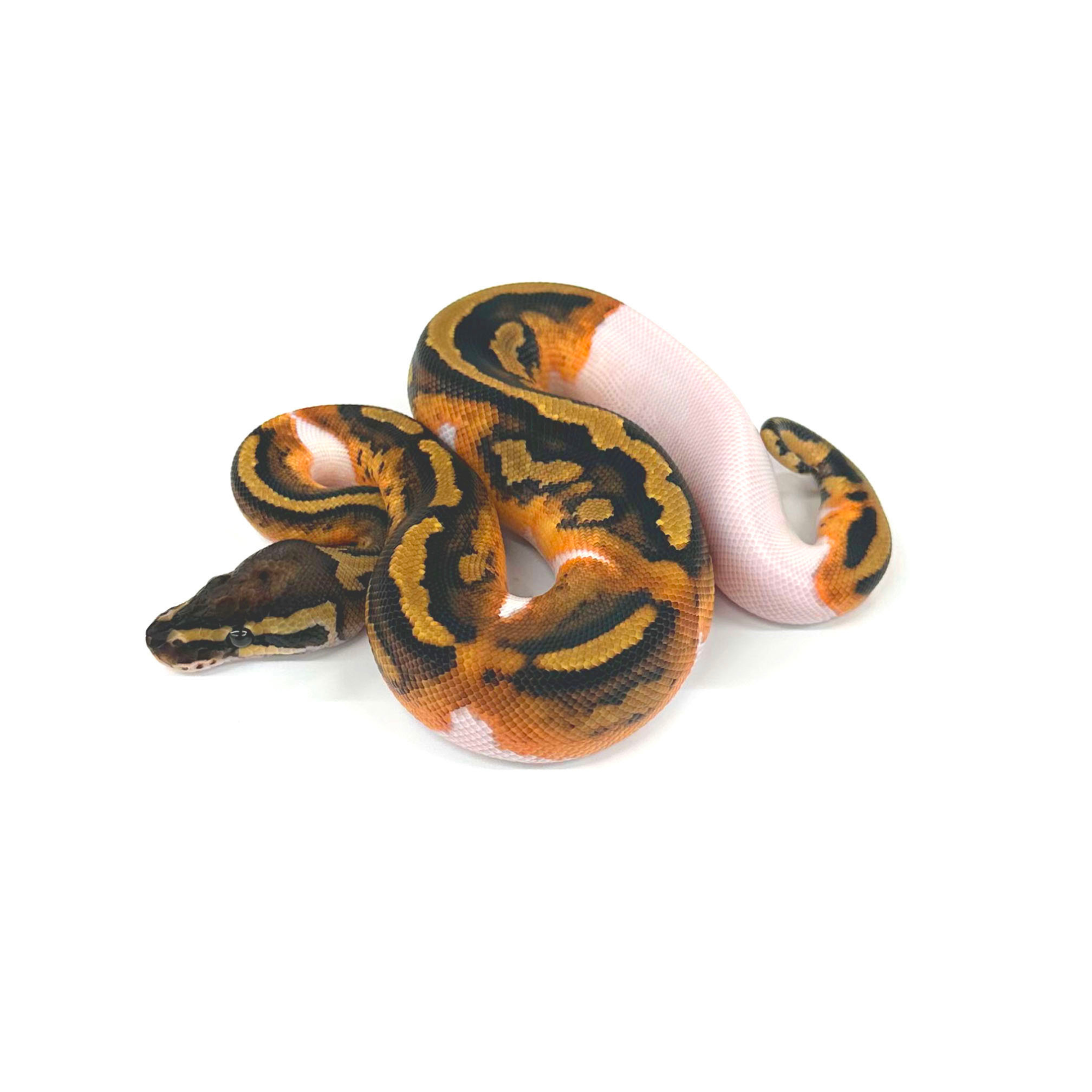 パーフェクトボールパイソン パーフェクトボールパイソン PERFECT BALL PYTHON 爬虫類 本