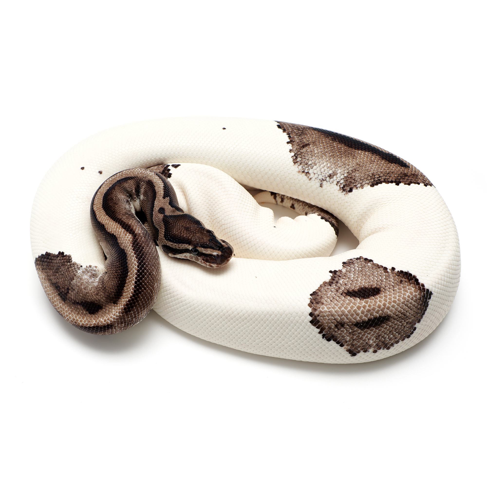AkzoNobel Coatings Inc. Interspeed 640 BRA642/5GL