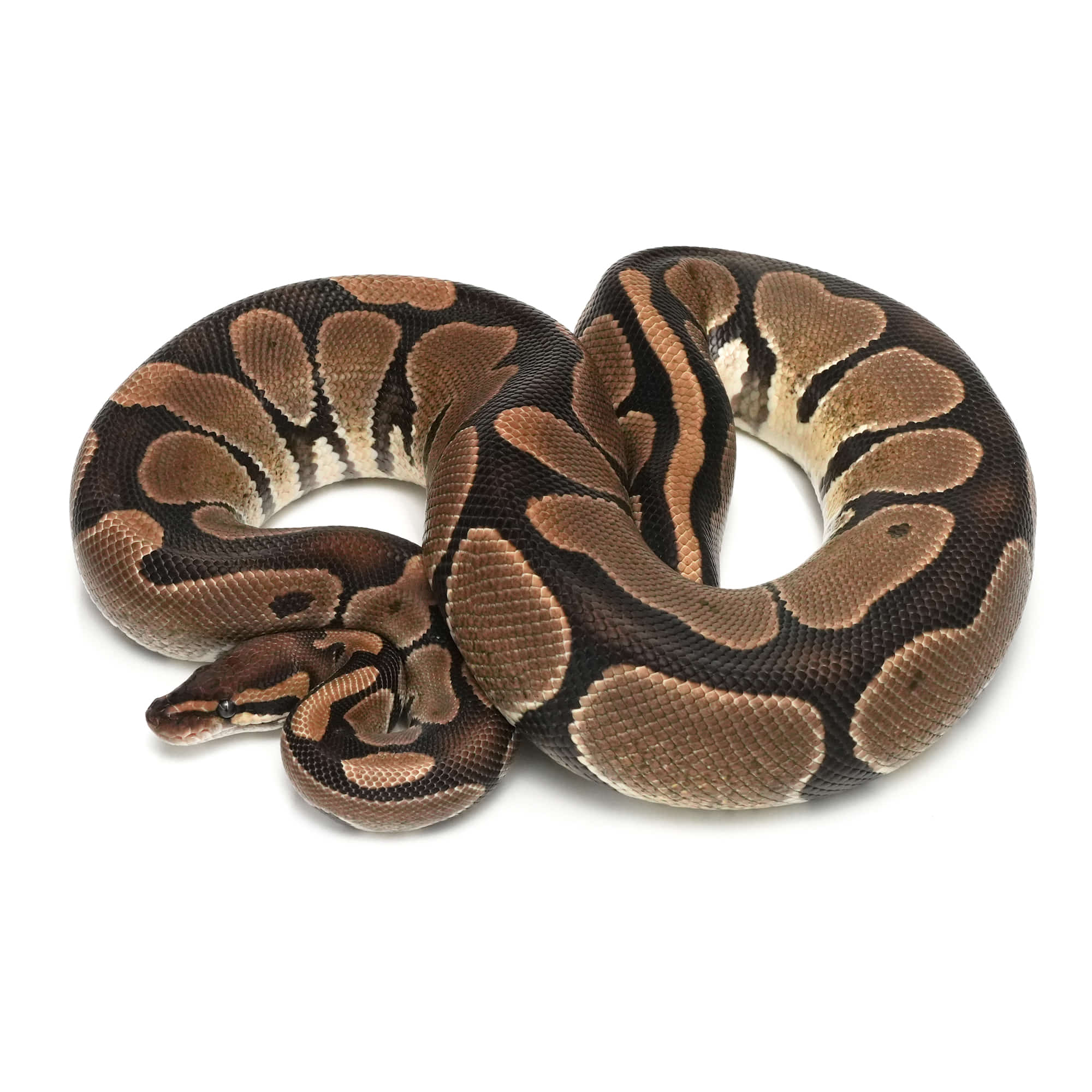 パーフェクト・ボールパイソン Lesser Leopard SH ♀ sold . . . #ボールパイソン #レッサー