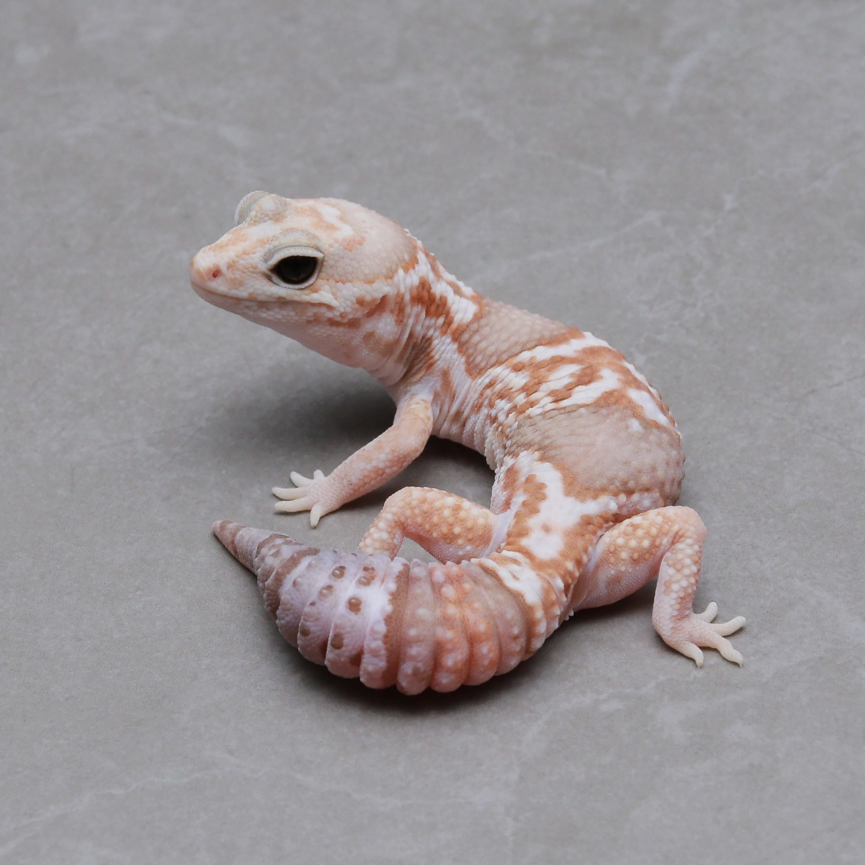 取り寄せリスト - ダブル - USSI_OSAKA