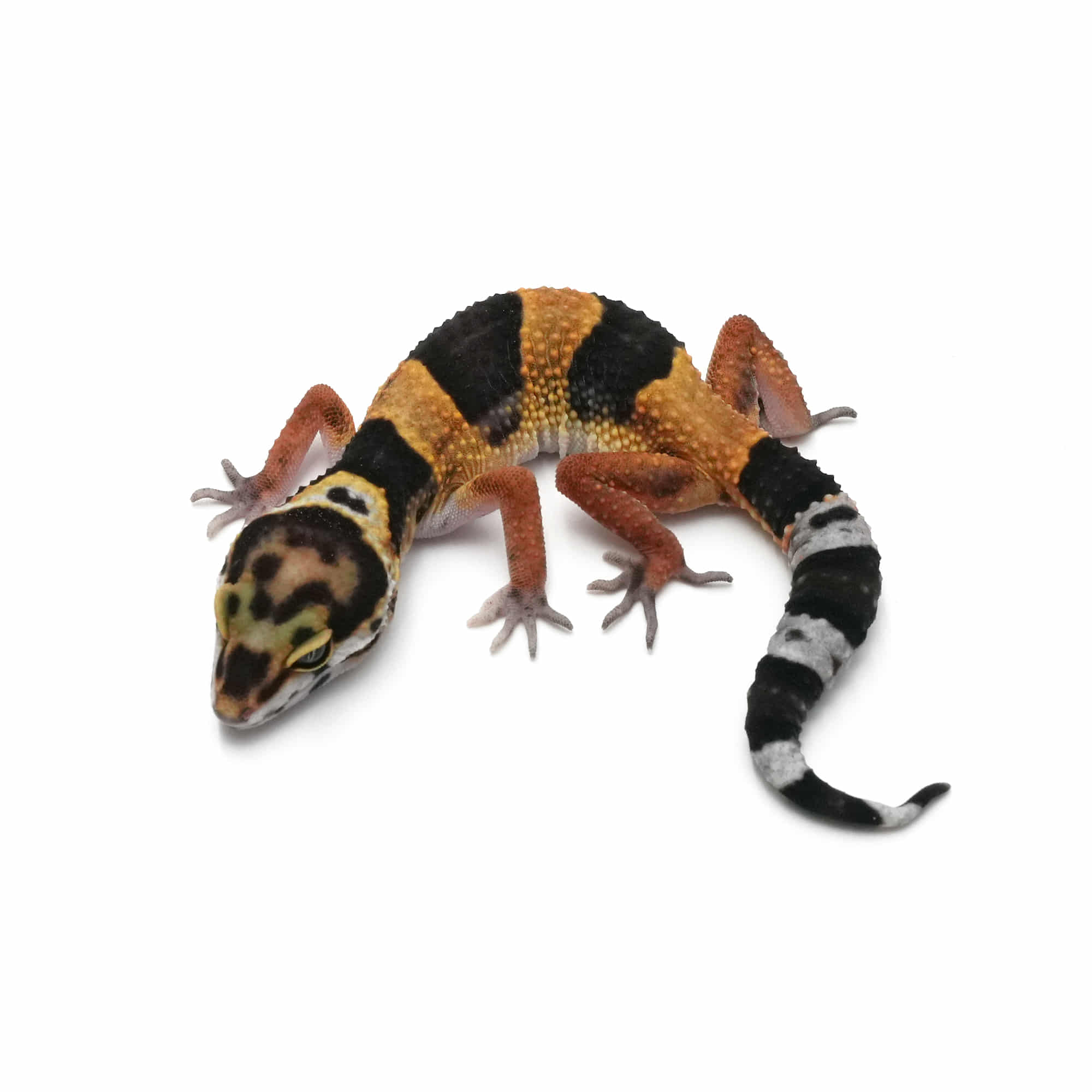 店頭リスト - ヒョウモントカゲモドキ - USSI_OSAKA