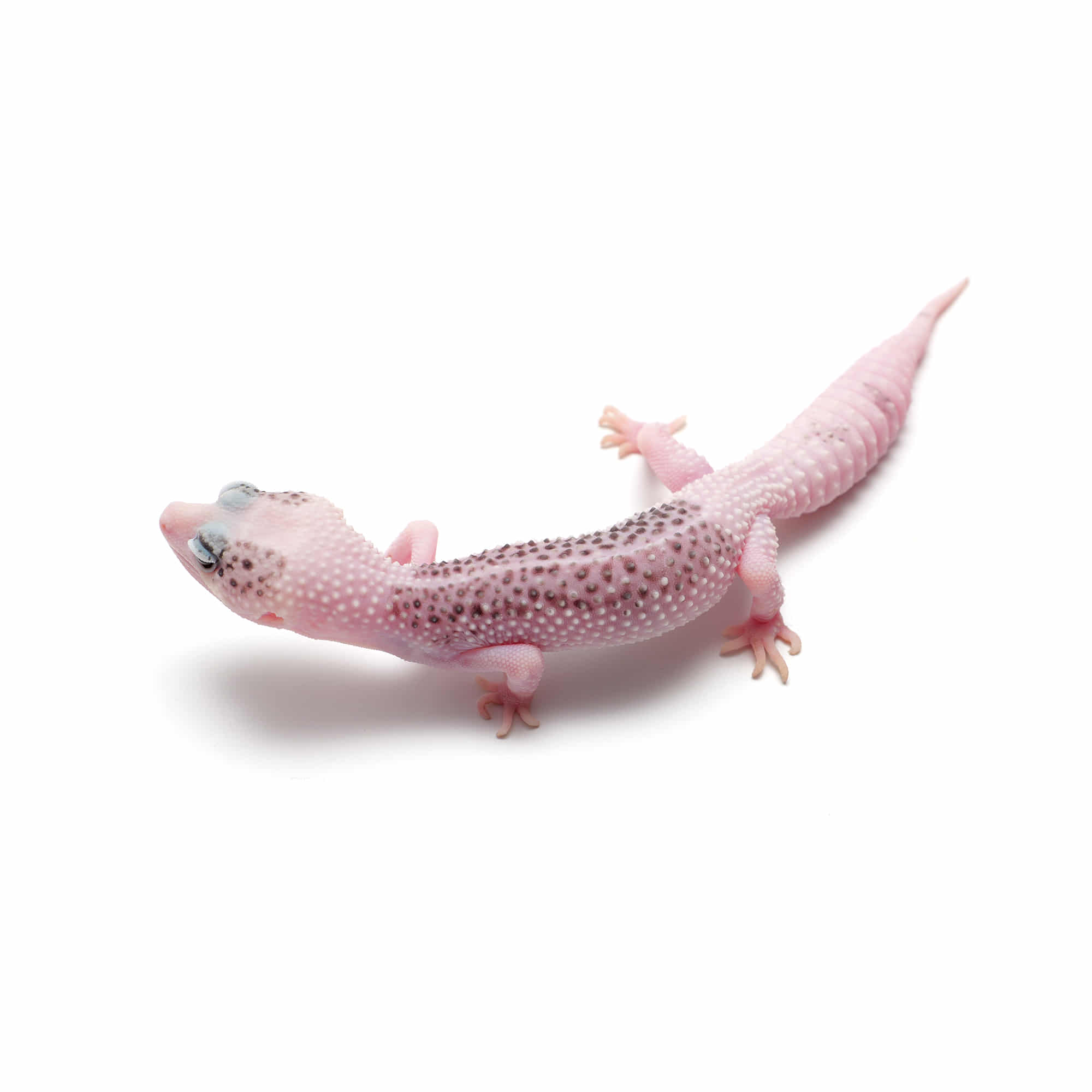 取り寄せリスト - ヒョウモントカゲモドキ - USSI_OSAKA