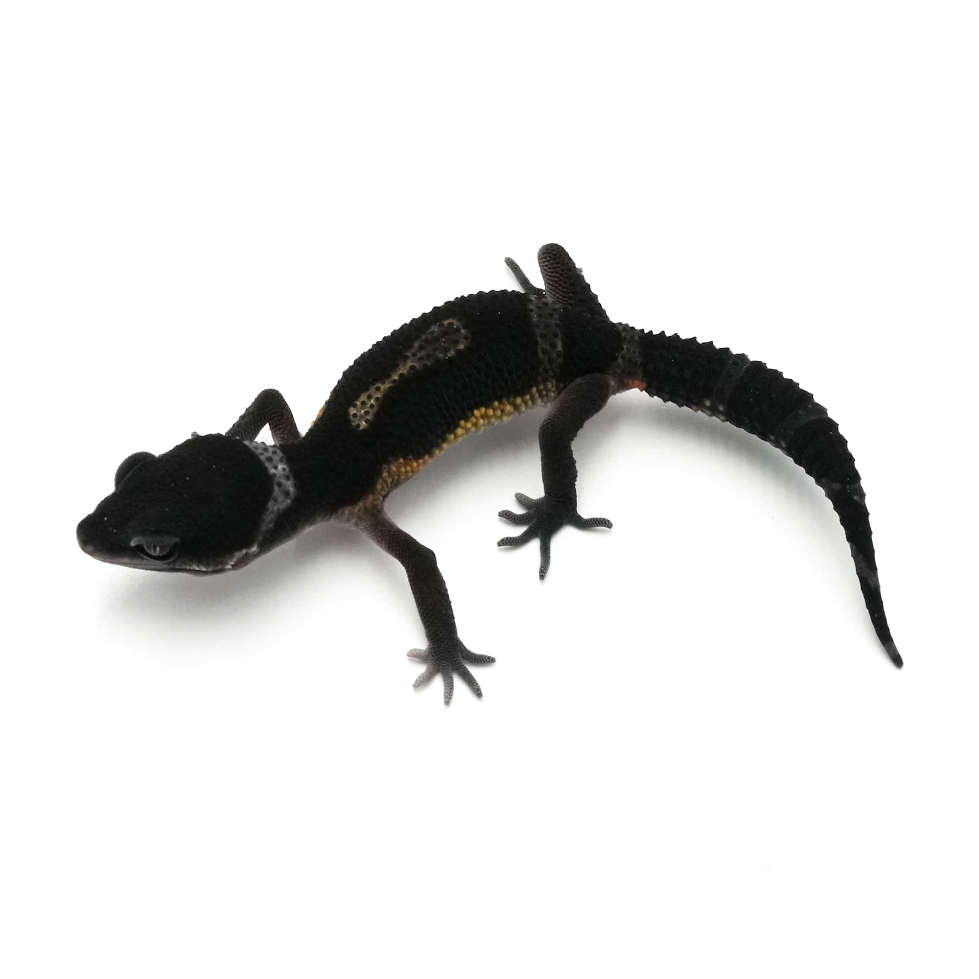 店頭リスト - ヒョウモントカゲモドキ - USSI_OSAKA