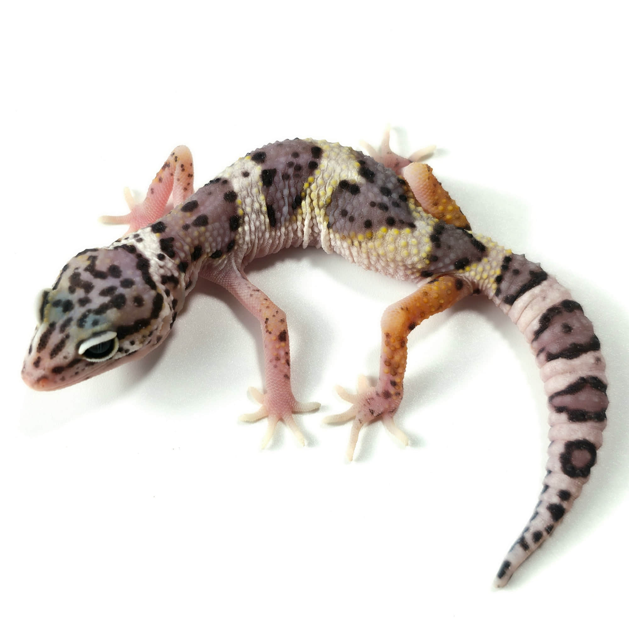 取り寄せリスト - ヒョウモントカゲモドキ - USSI_OSAKA
