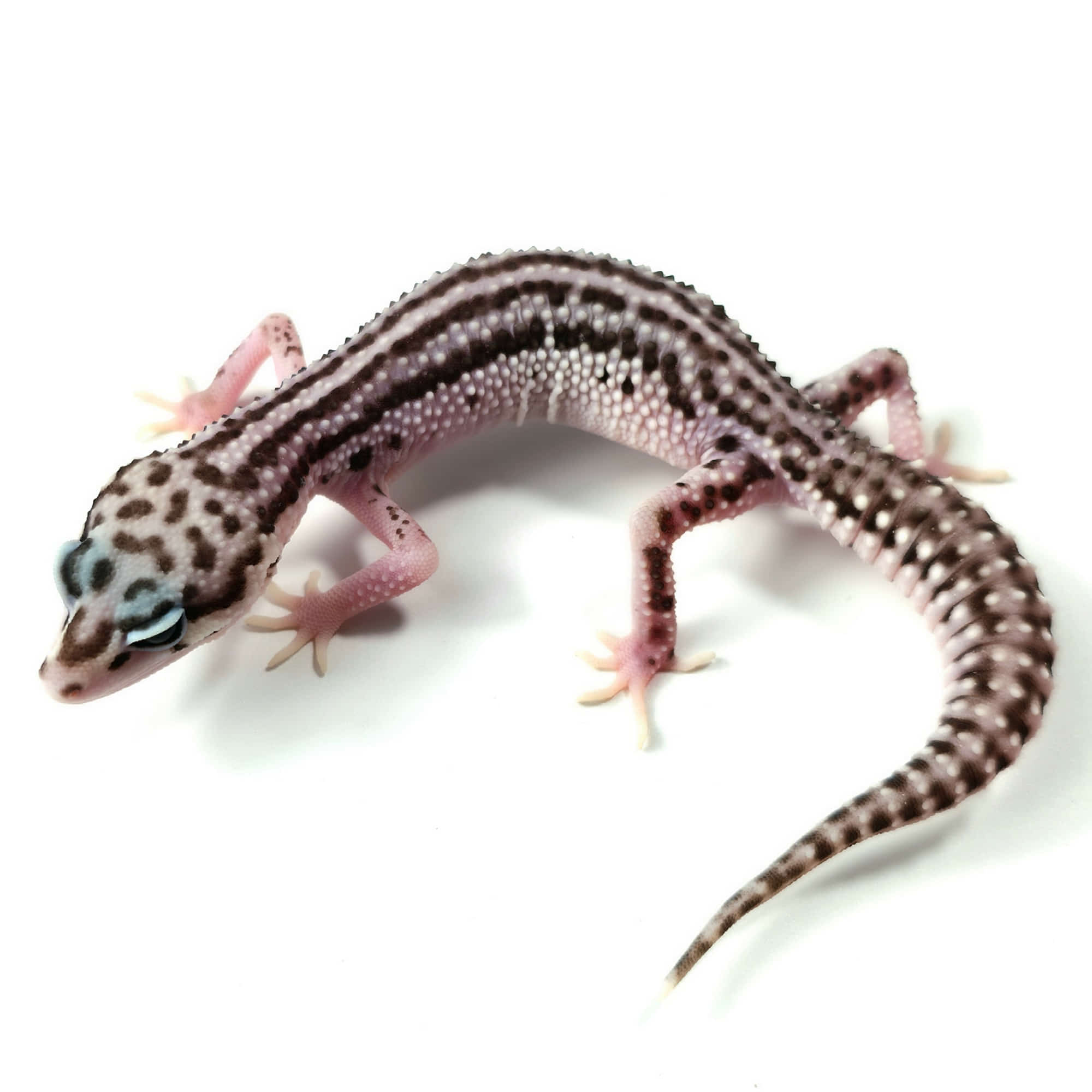 取り寄せリスト - ヒョウモントカゲモドキ - USSI_OSAKA