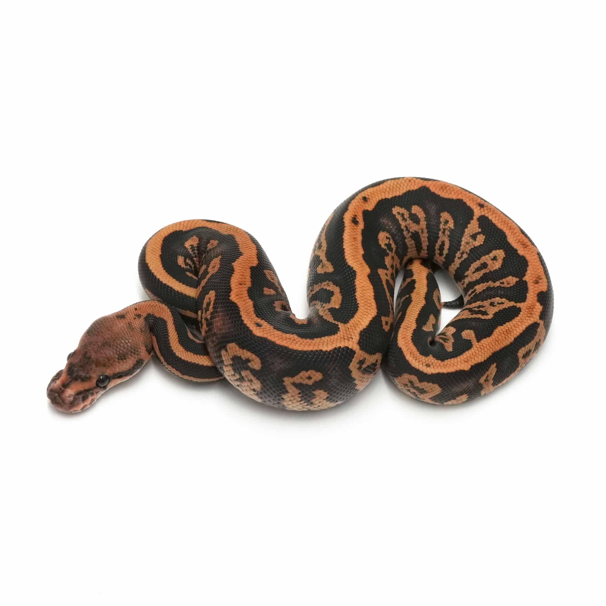 取り寄せリスト - ボールパイソン - USSI_OSAKA