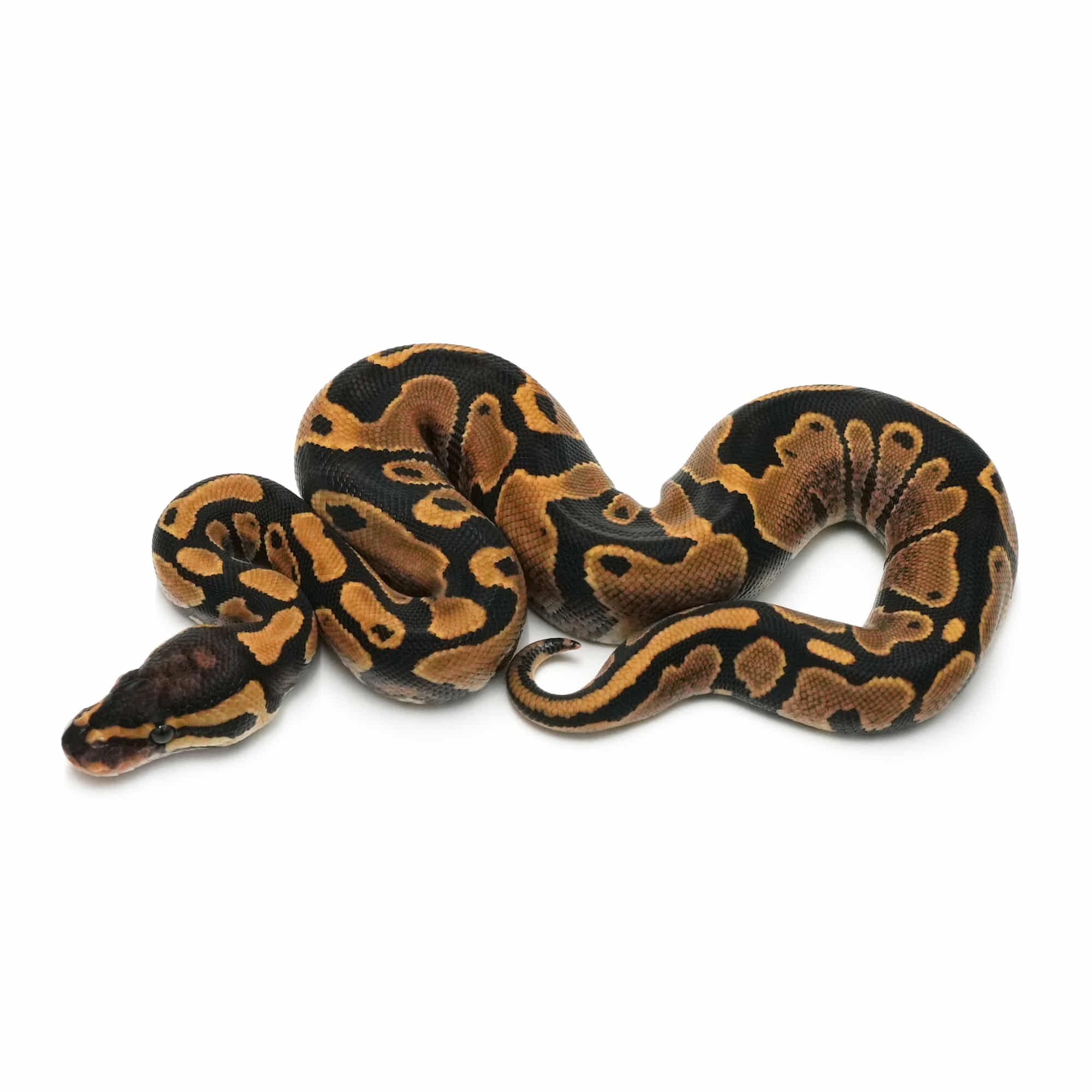 店頭リスト - シングル - USSI_OSAKA