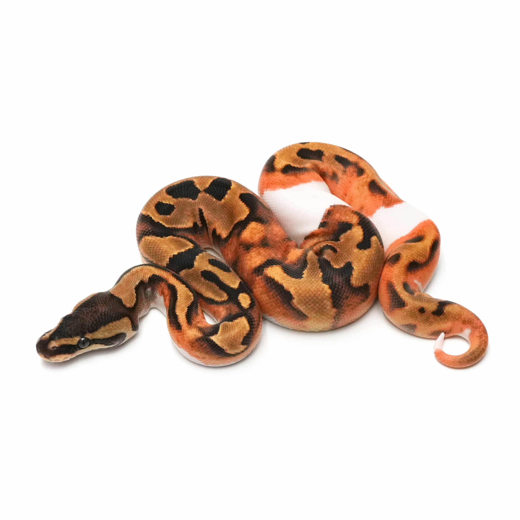 取り寄せリスト - ボールパイソン - USSI_OSAKA