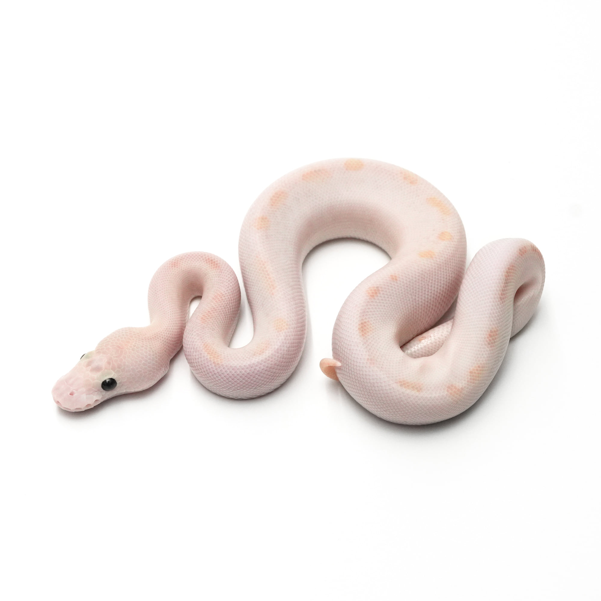 店頭リスト - シングル - USSI_OSAKA