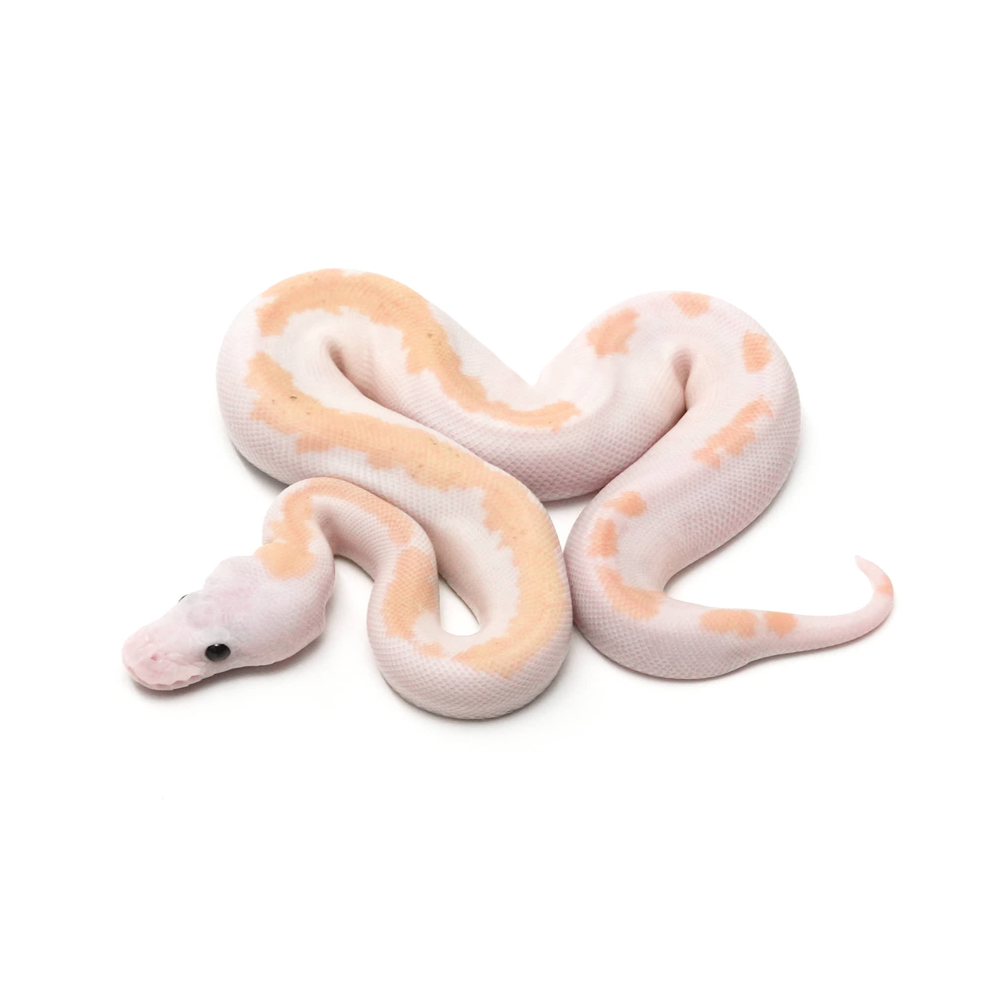 店頭リスト - ダブル - USSI_OSAKA