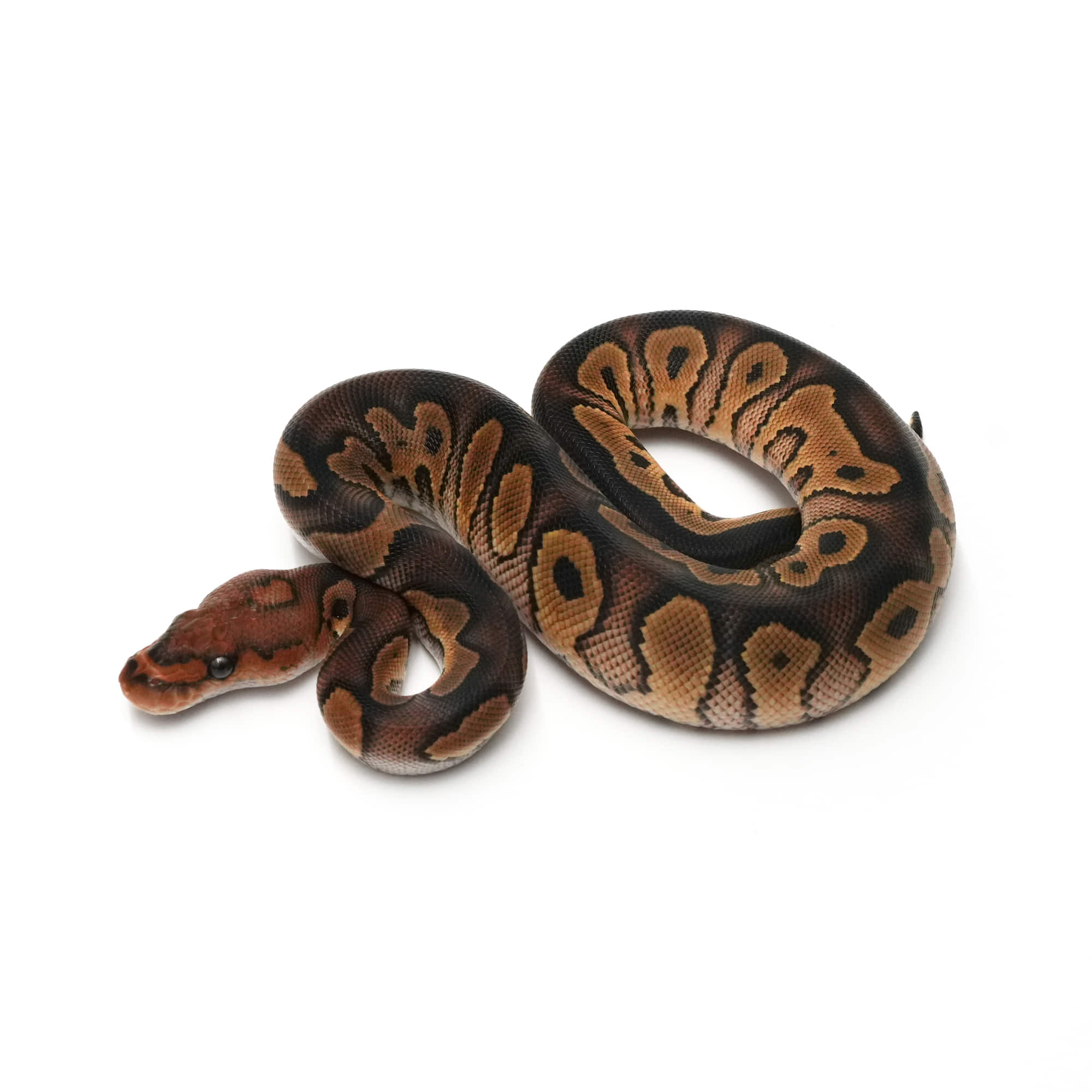 パーフェクトボールパイソン Ball Pythons as living art ｜ Side-B Collection | 千葉の