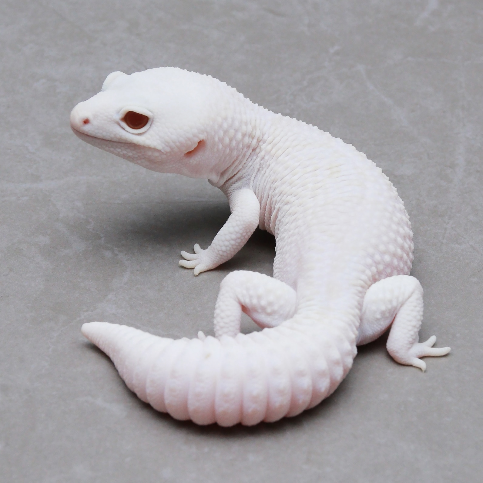 取り寄せリスト - クオドロプル以上 - USSI_OSAKA