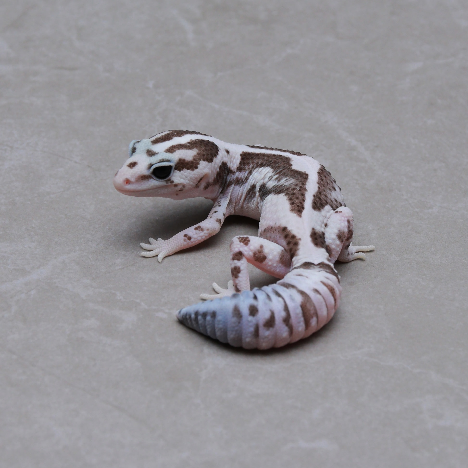 取り寄せリスト - ダブル - USSI_OSAKA