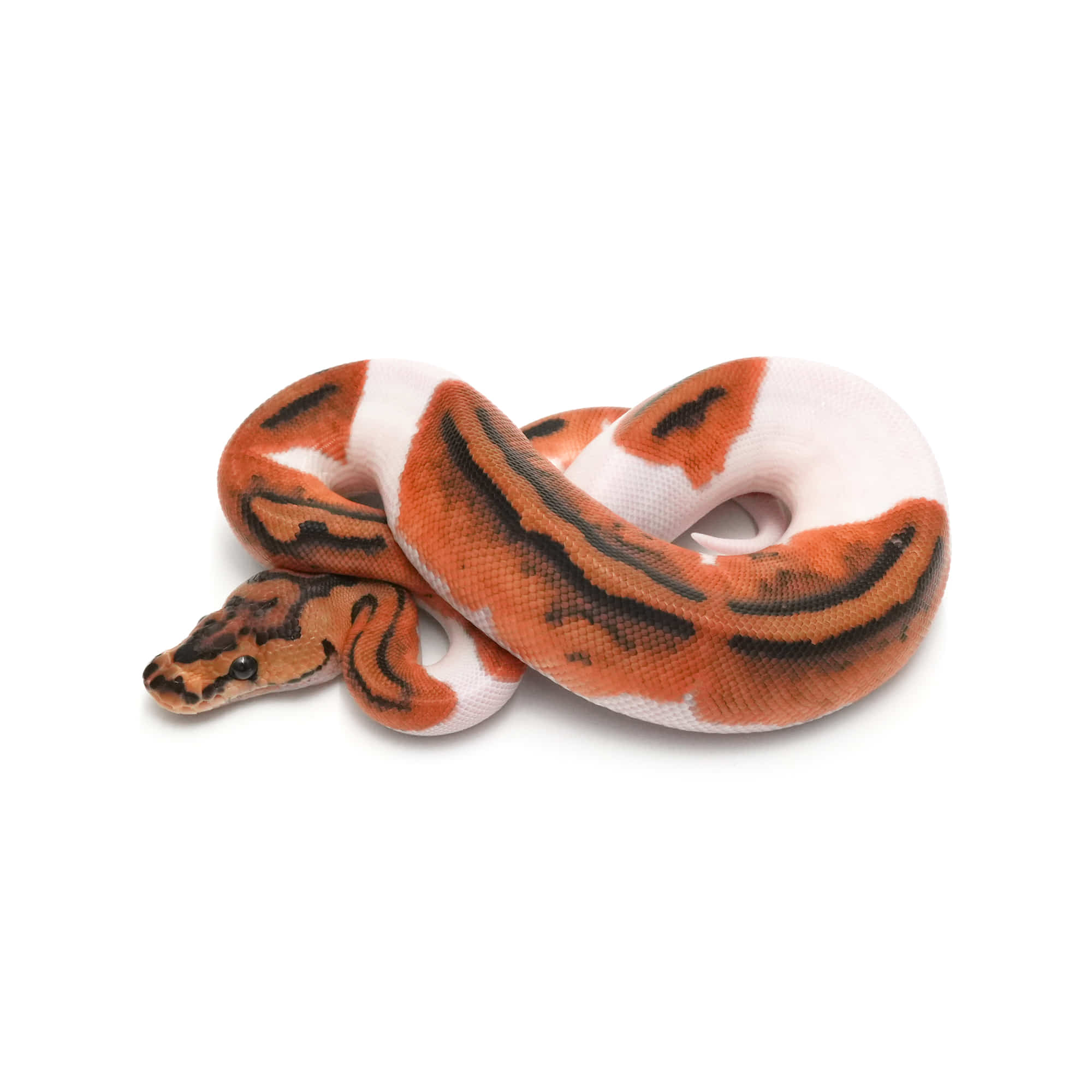 店頭リスト - ダブル - USSI_OSAKA