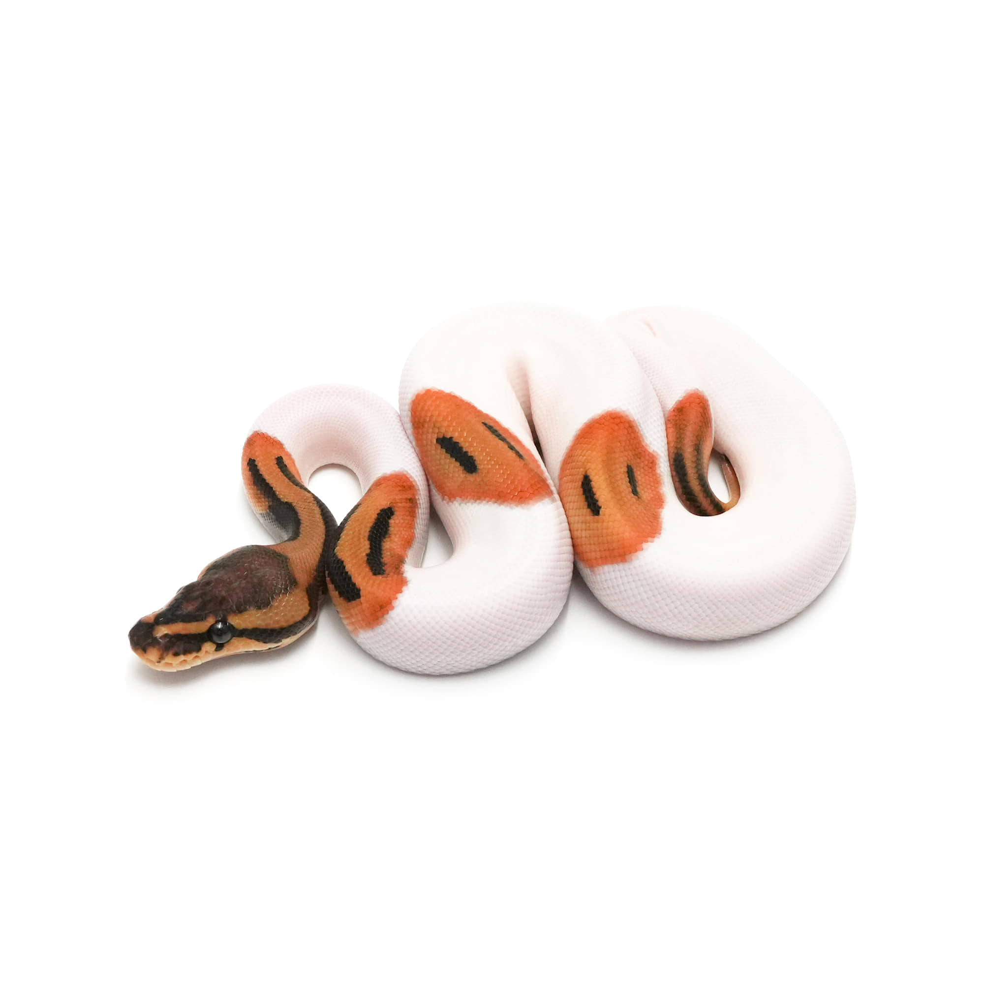 店頭リスト - トリプル - USSI_OSAKA