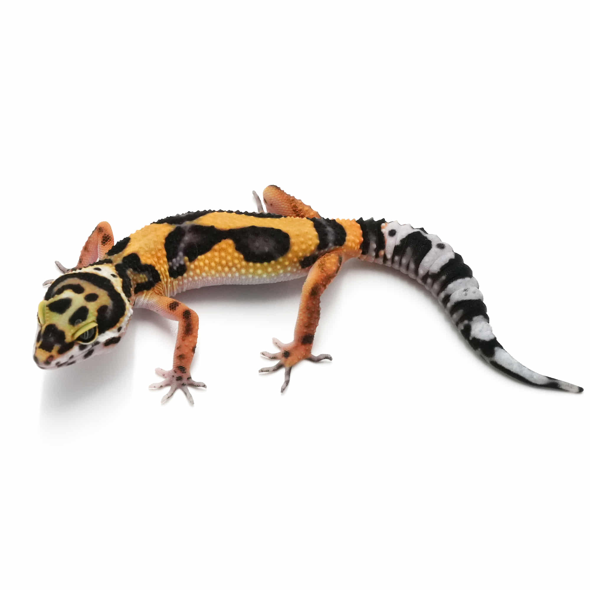 店頭リスト - ヒョウモントカゲモドキ - USSI_OSAKA