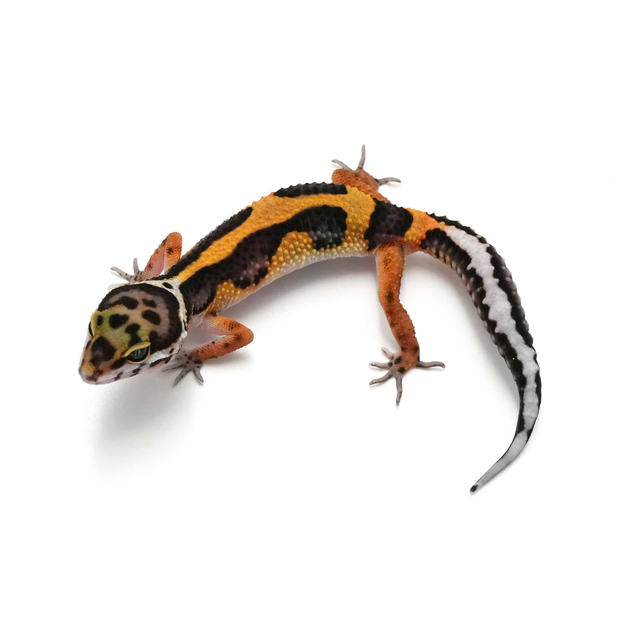 取り寄せリスト - タンジェリン系 - USSI_OSAKA